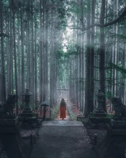【京都】森の中の神秘的な神社の画像