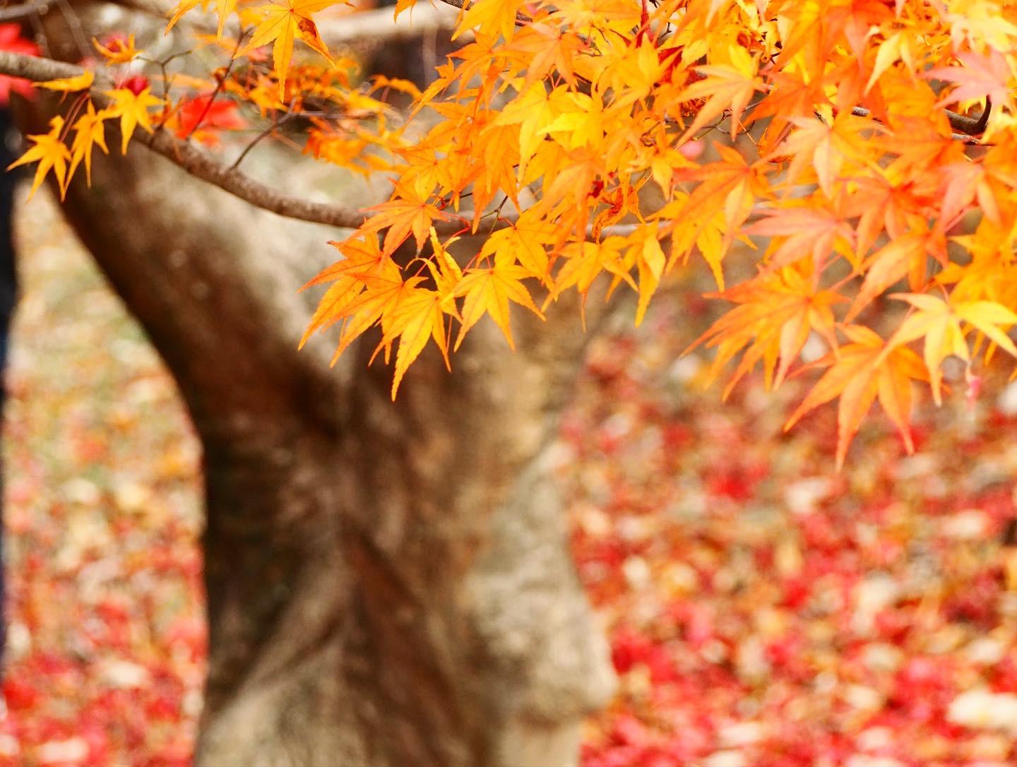 兵庫 宍粟 最上山公園もみじ山 深紅に燃ゆる美しい紅葉の絨毯 Meg Sweethoneyが投稿したフォトブック Lemon8