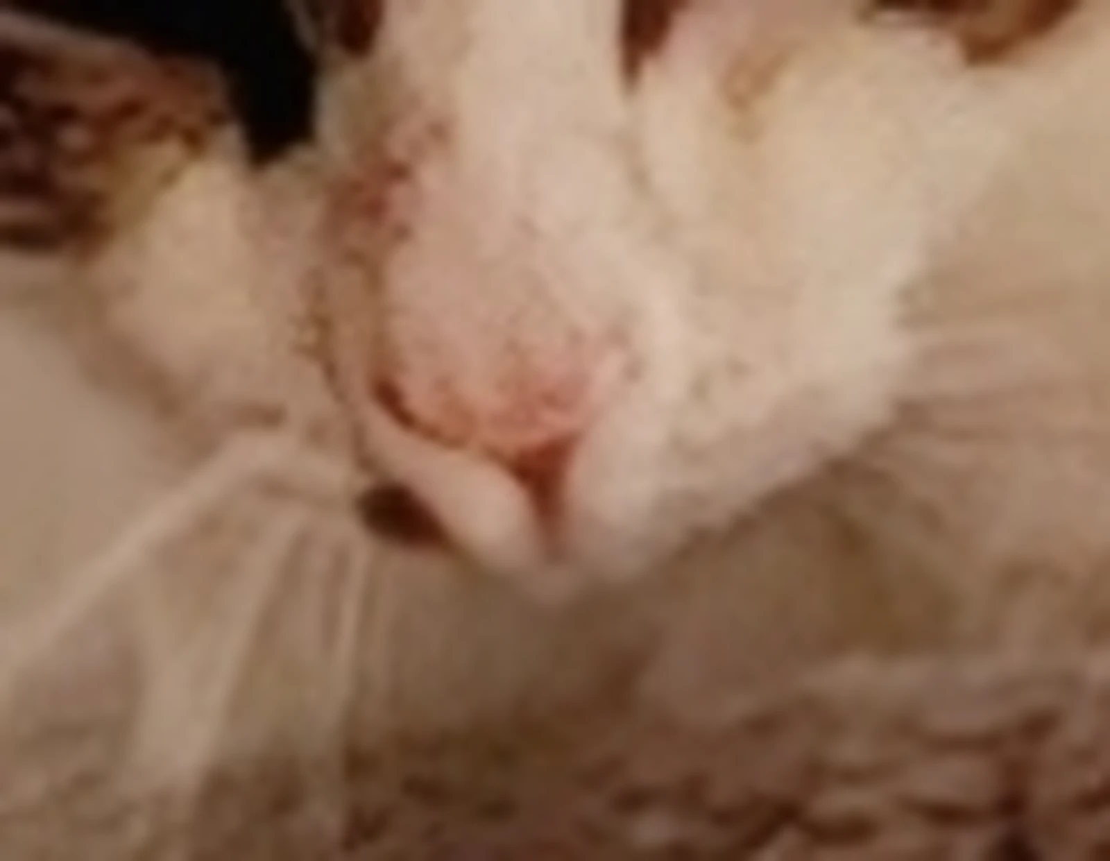 お猫様の変顔 霜降り和猫が投稿したフォトブック Lemon8