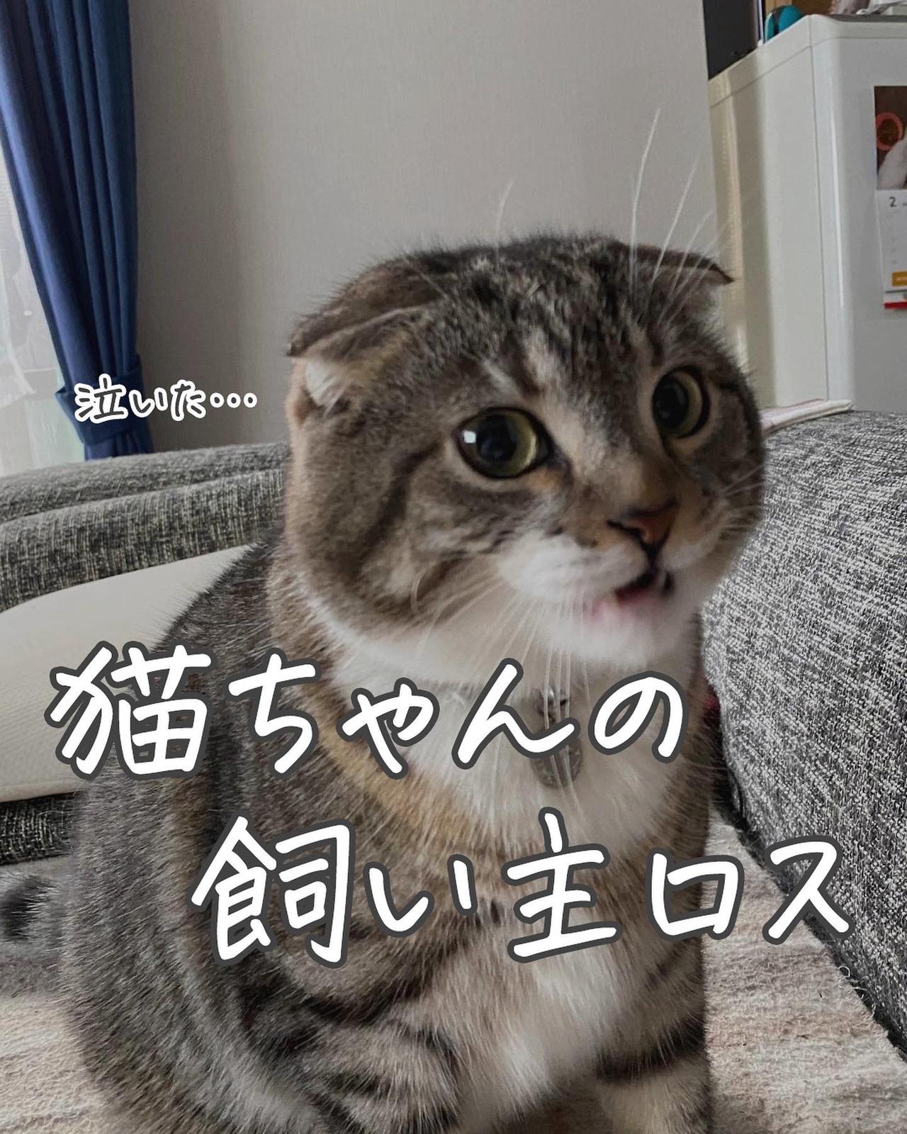 猫ちゃんの うつ病 について ねこぞー 猫のお役立ち情報が投稿したフォトブック Lemon8