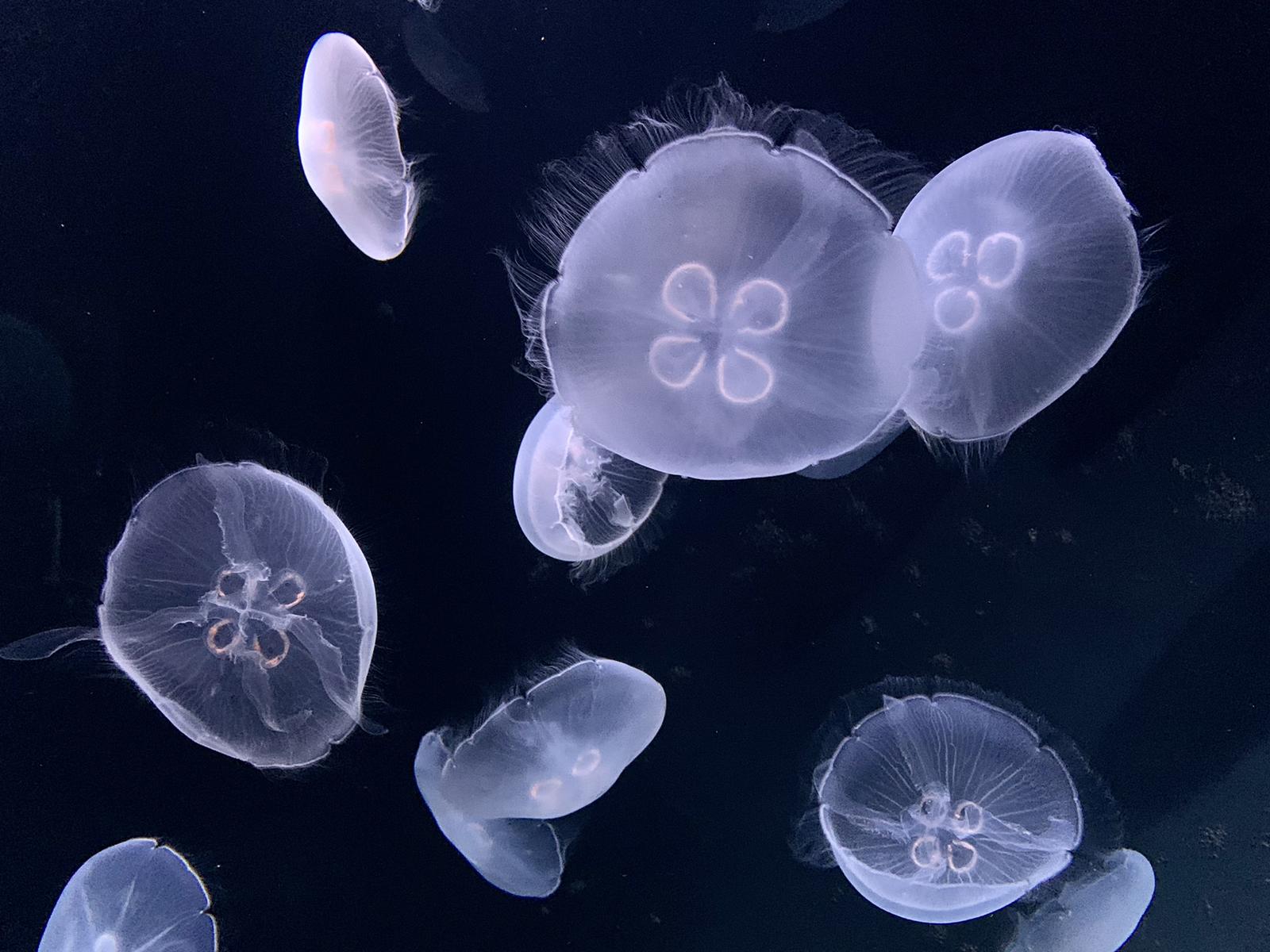 池袋 クラゲに癒されるインスタ映えスポット M Travelbookが投稿したフォトブック Sharee