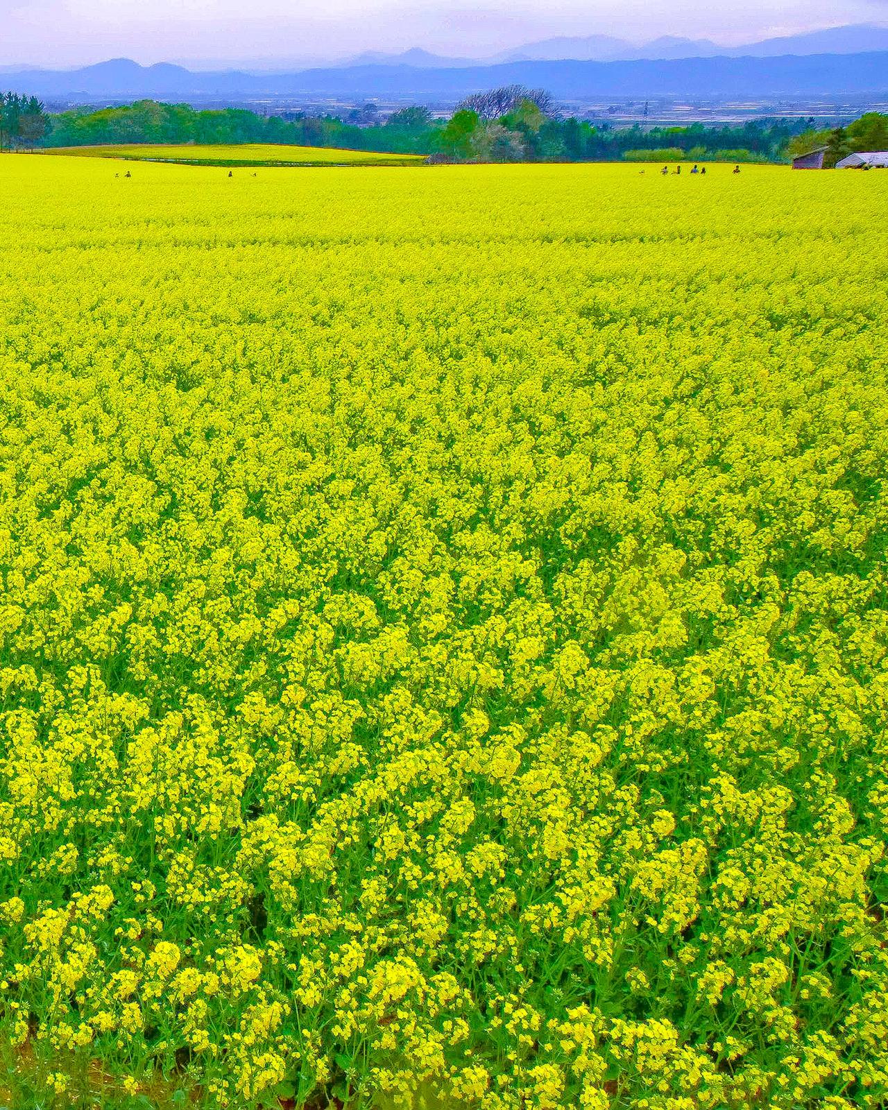 日本最大級 北海道滝川市 たきかわ 菜の花まつり Jptravelerspicが投稿したフォトブック Sharee