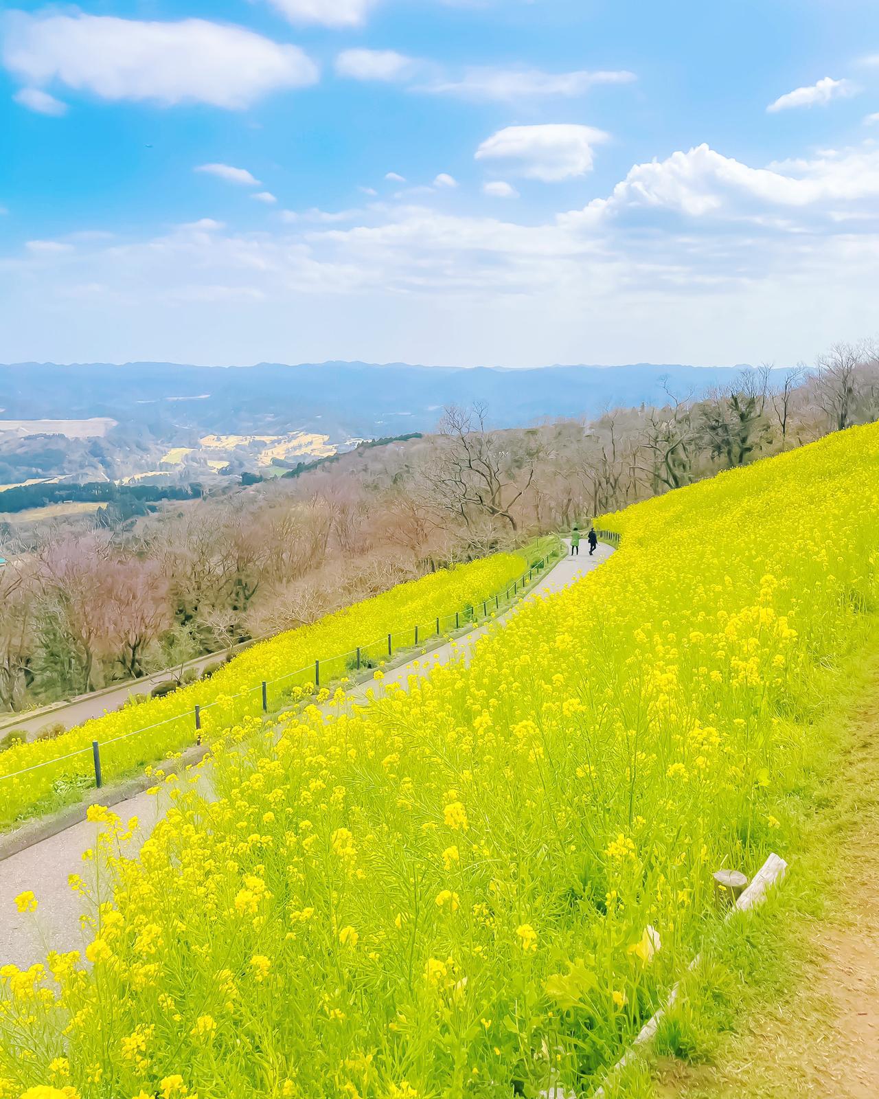 千葉 心踊る菜の花畑 トキメキの時間 マザー牧場 Yukimimiが投稿したフォトブック Sharee