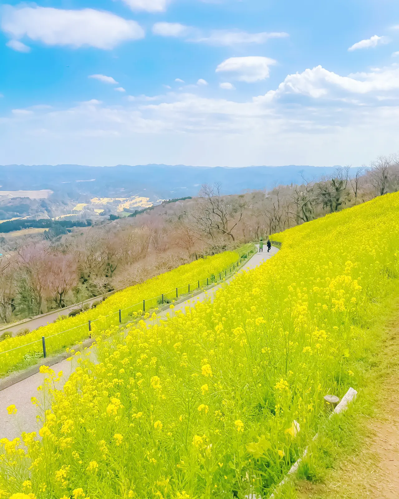 千葉 心踊る菜の花畑 トキメキの時間 マザー牧場 Yukimimiが投稿したフォトブック Lemon8