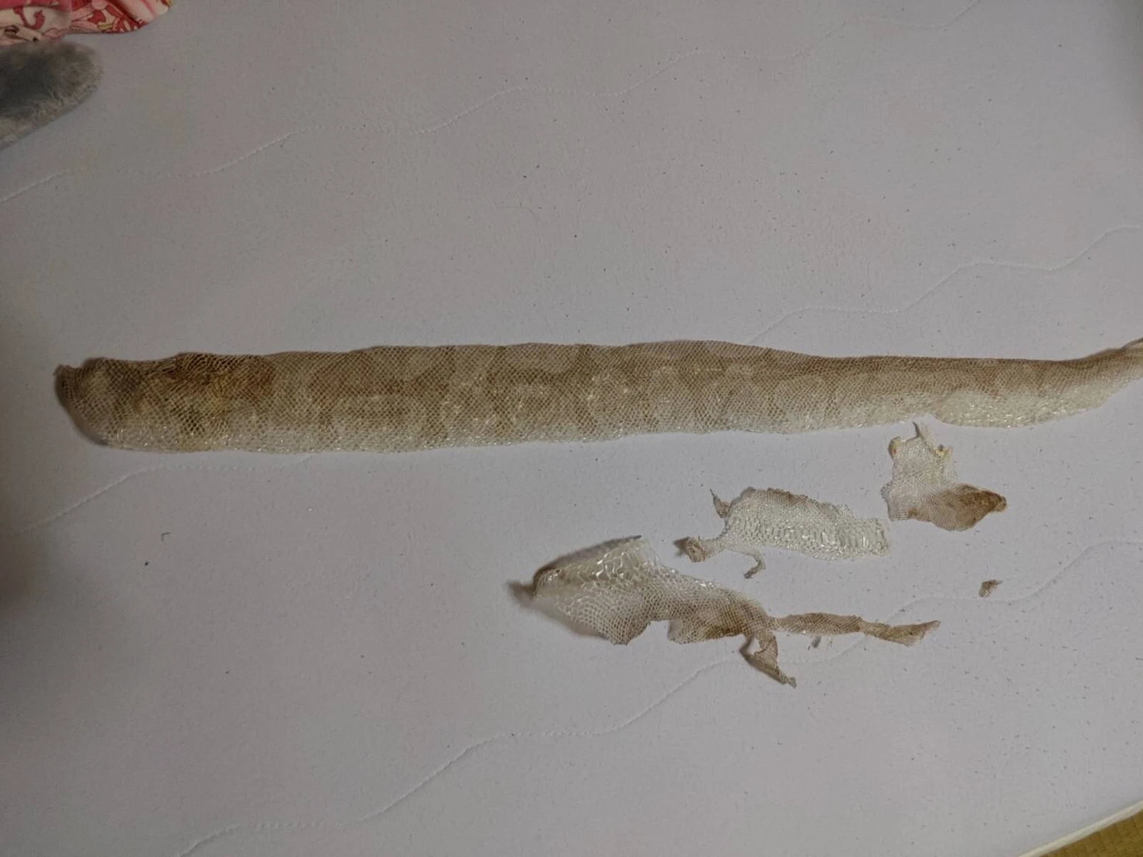 蛇の皮でアクセサリー Lemon8