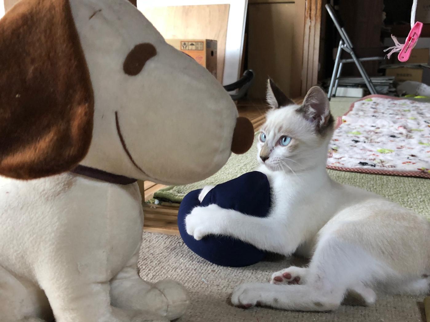 猫とスヌーピー おとまるが投稿したフォトブック Lemon8