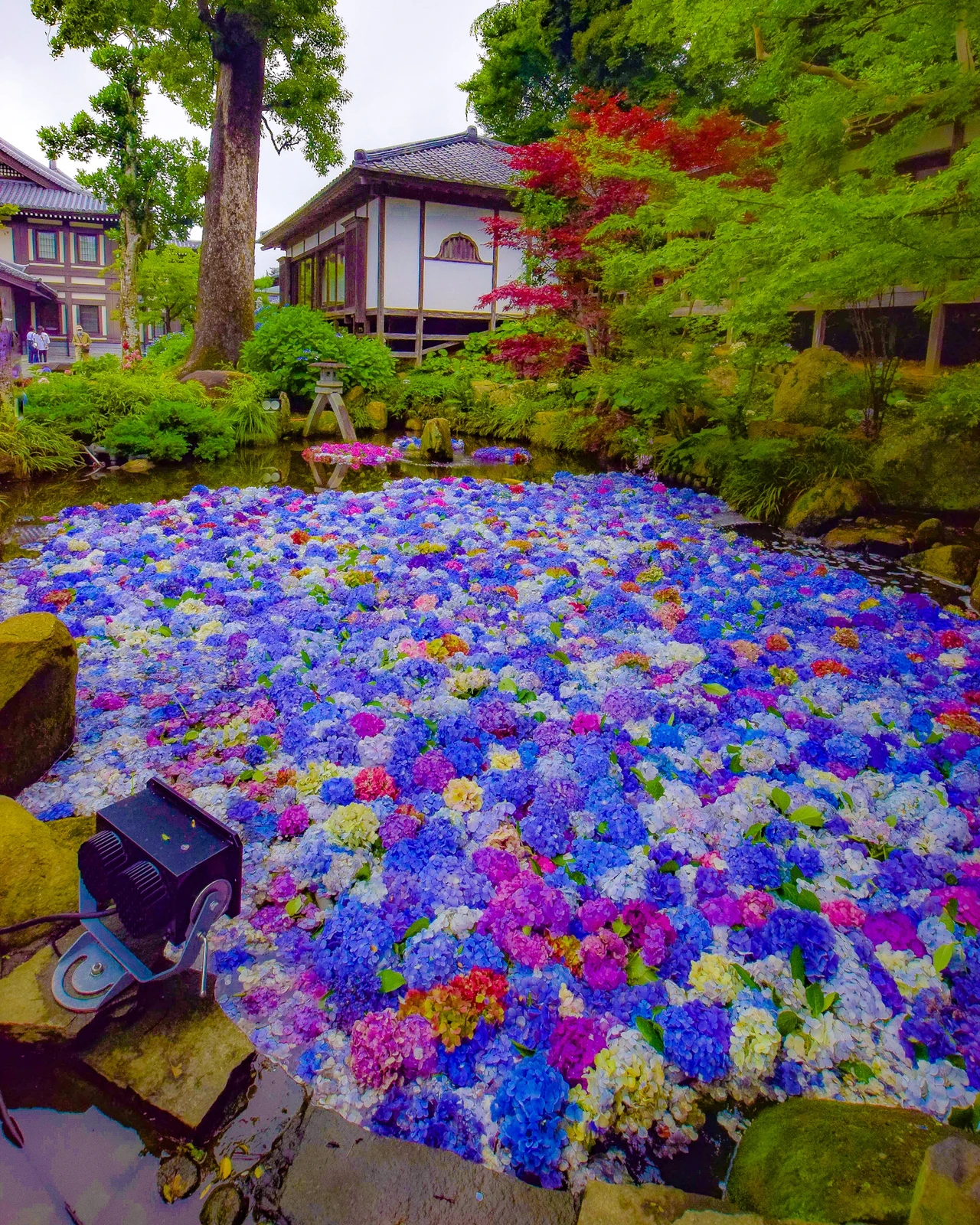 茨城県桜川市 紫陽花の水中花を見るならここ 雨引山楽法寺 雨引観音 Jptravelerspicが投稿したフォトブック Lemon8