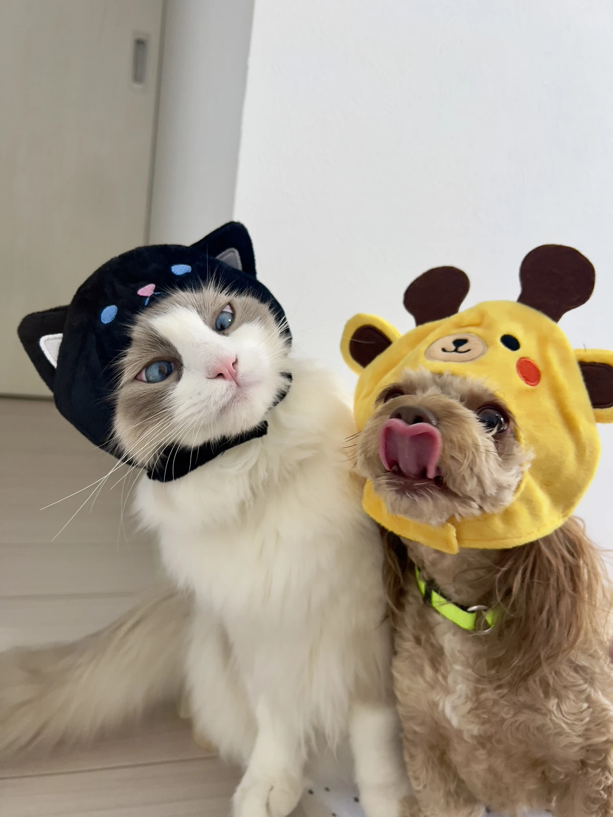 Iphoneでも簡単 愛猫 愛犬のおもしろかわいい写真の撮り方 ぱるのえ 北海道で暮らす犬と猫が投稿したフォトブック Lemon8