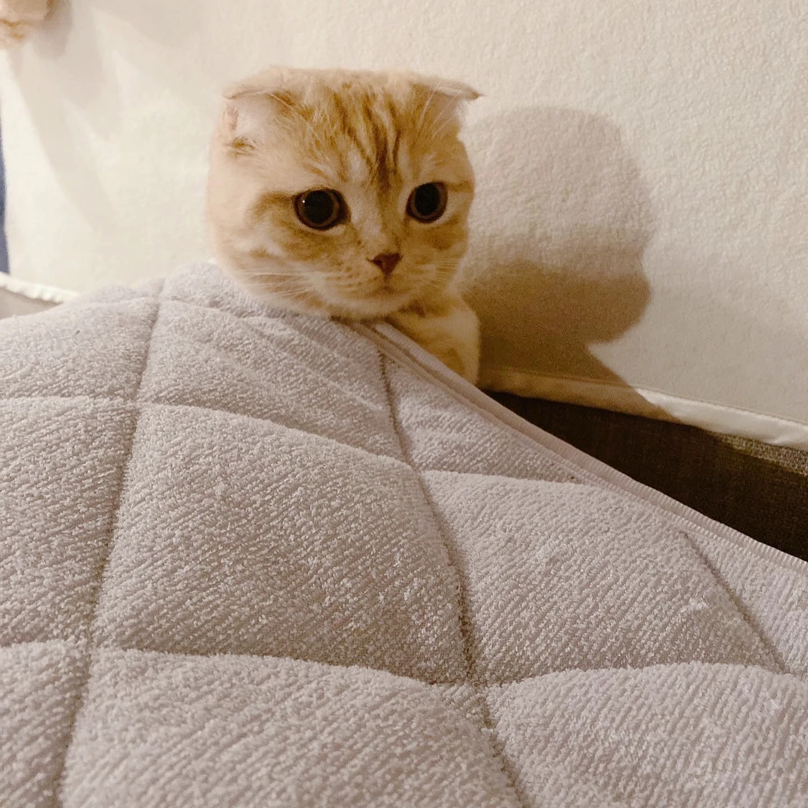 お布団被ってね ちくわたんが投稿したフォトブック Lemon8