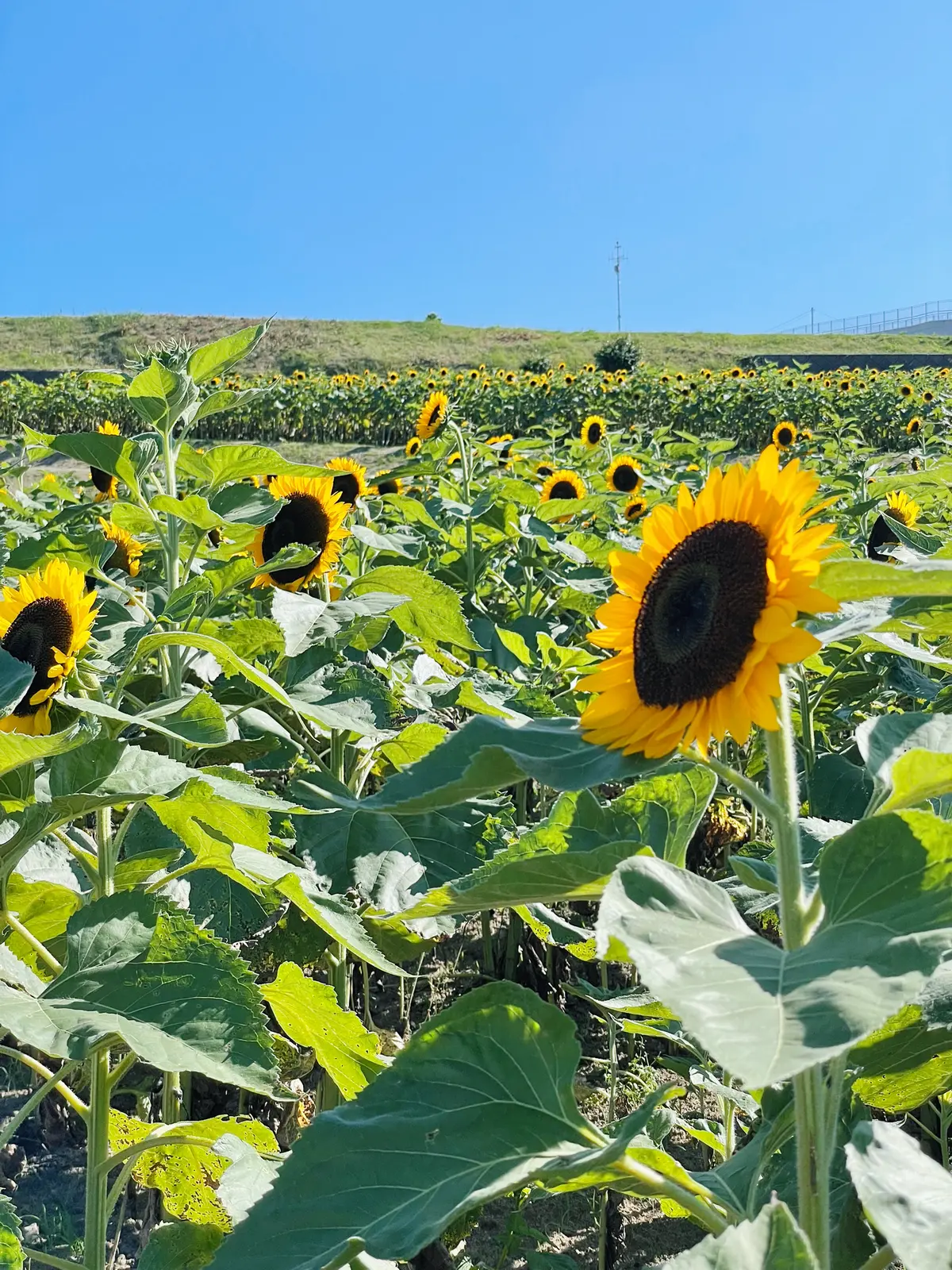 兵庫県 淡路島 あわじ花さじきのひまわり Aigram 57が投稿したフォトブック Lemon8