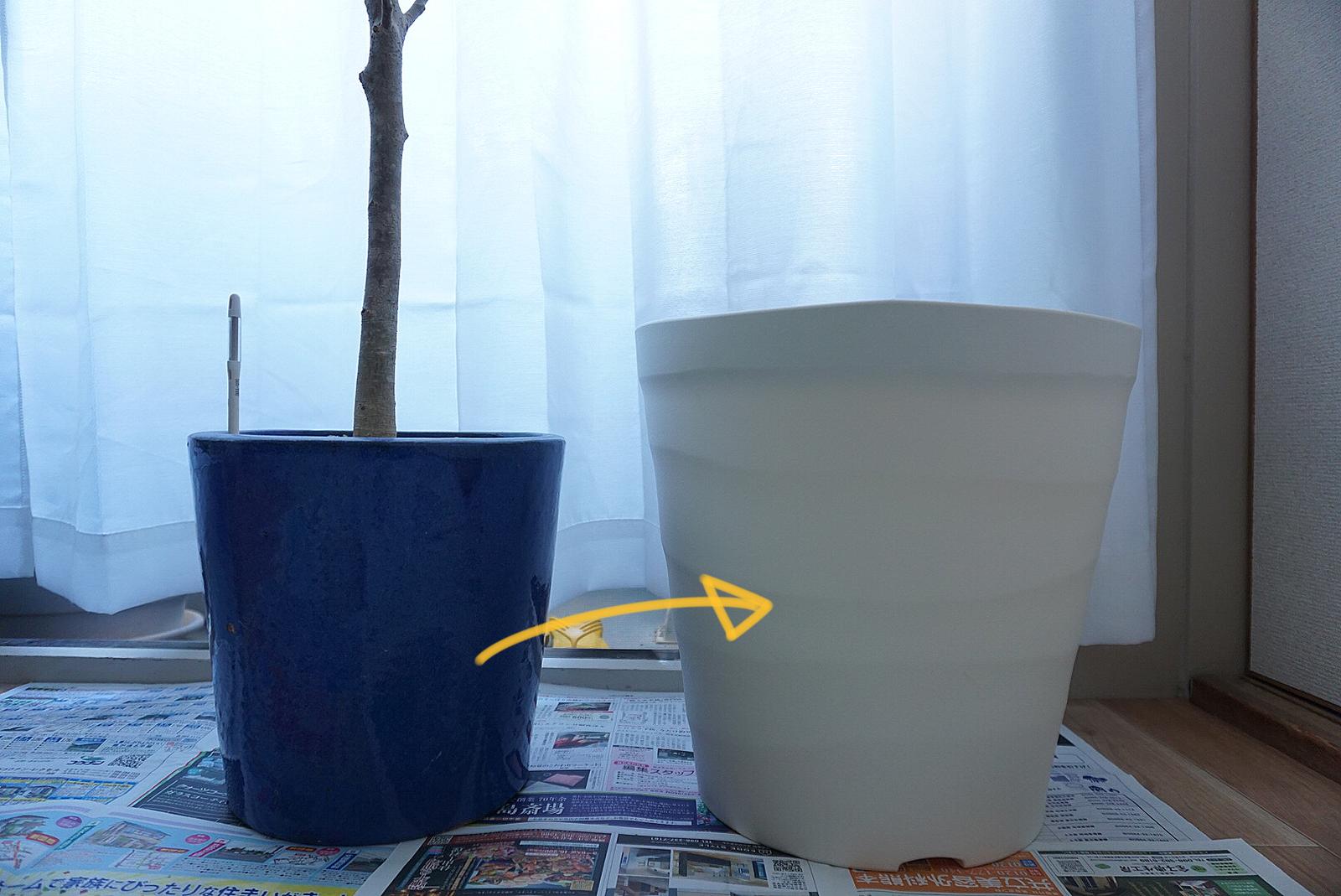 ベンジャミンの植え替え ぞのが投稿したフォトブック Sharee