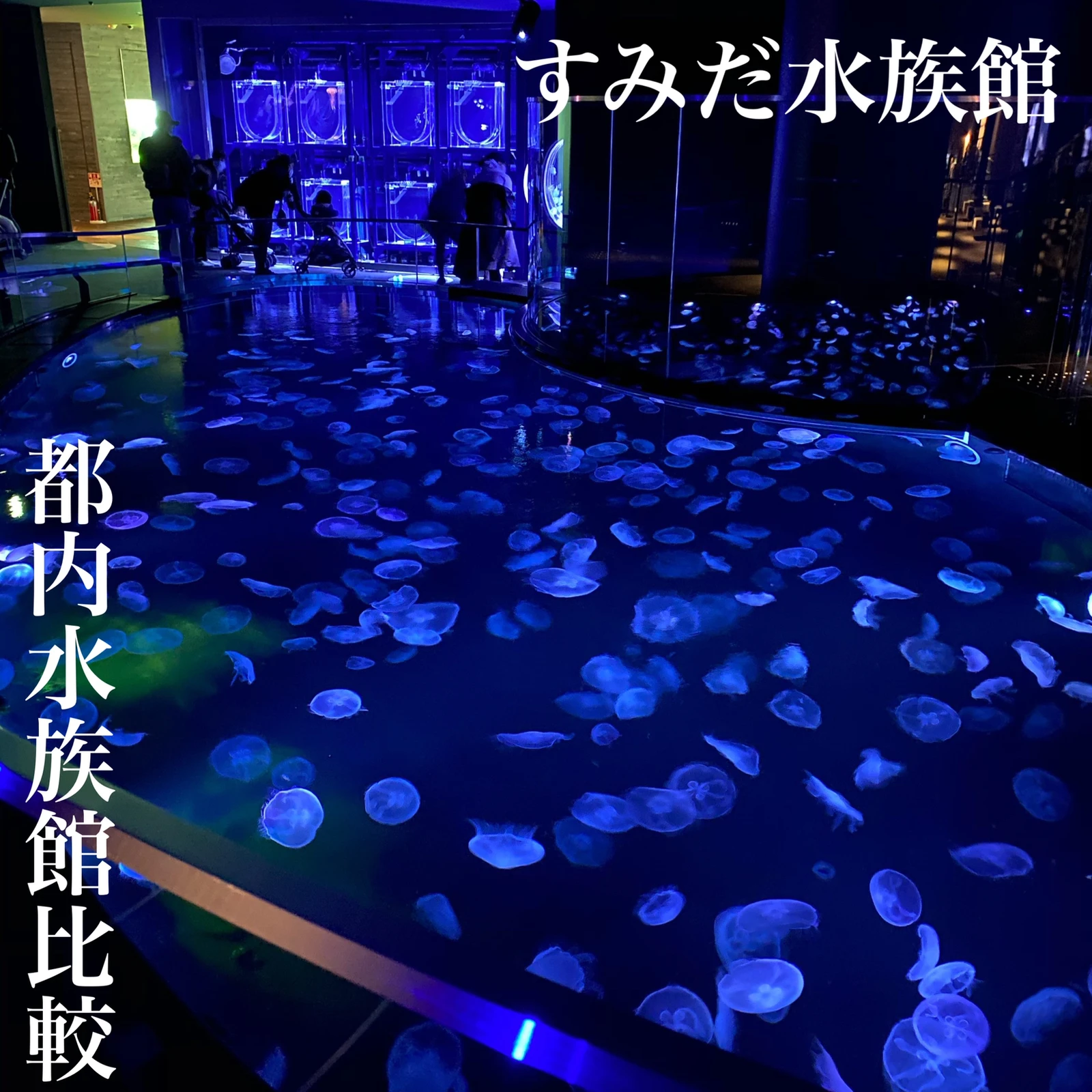 都内水族館比較 すみだ水族館 Riochi Odekakeが投稿したフォトブック Lemon8