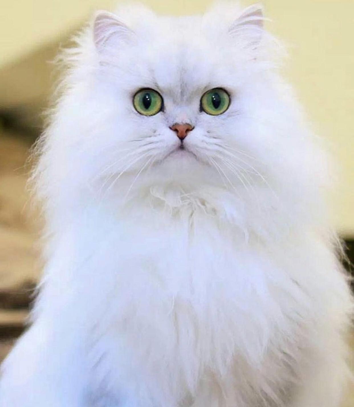 色んな顔を持つニャン Mei Ducoteが投稿したフォトブック Lemon8