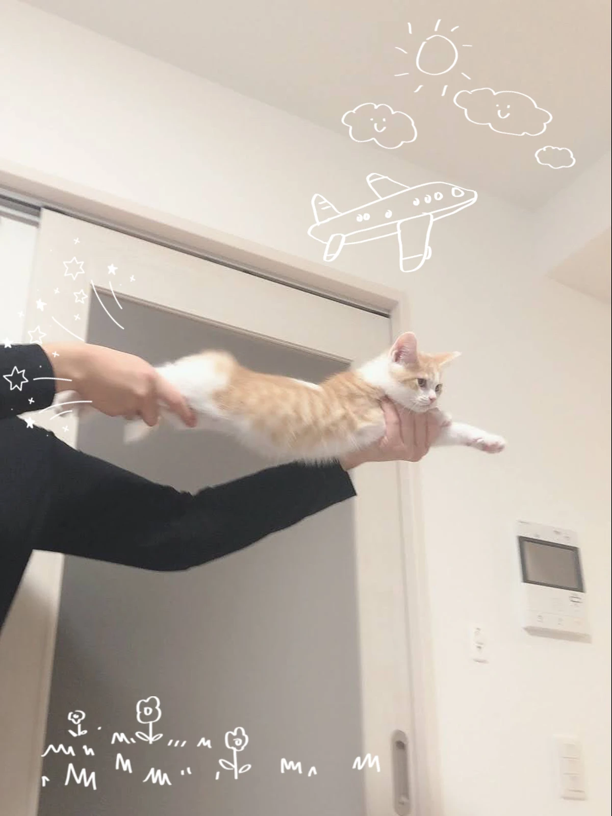 空飛ぶ猫 テオくんが投稿したフォトブック Lemon8