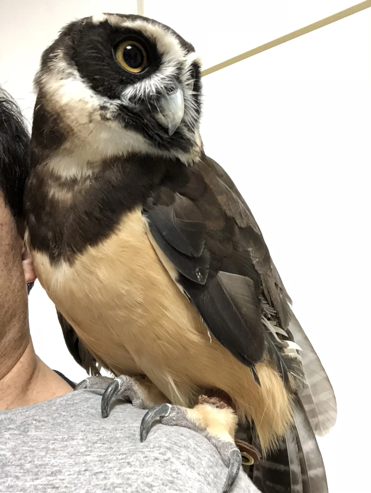 メガネフクロウのポンちゃん Kuuowlが投稿したフォトブック Lemon8 メガネフクロウのポンちゃん Kuuowlが投稿したフォトブック Lemon8