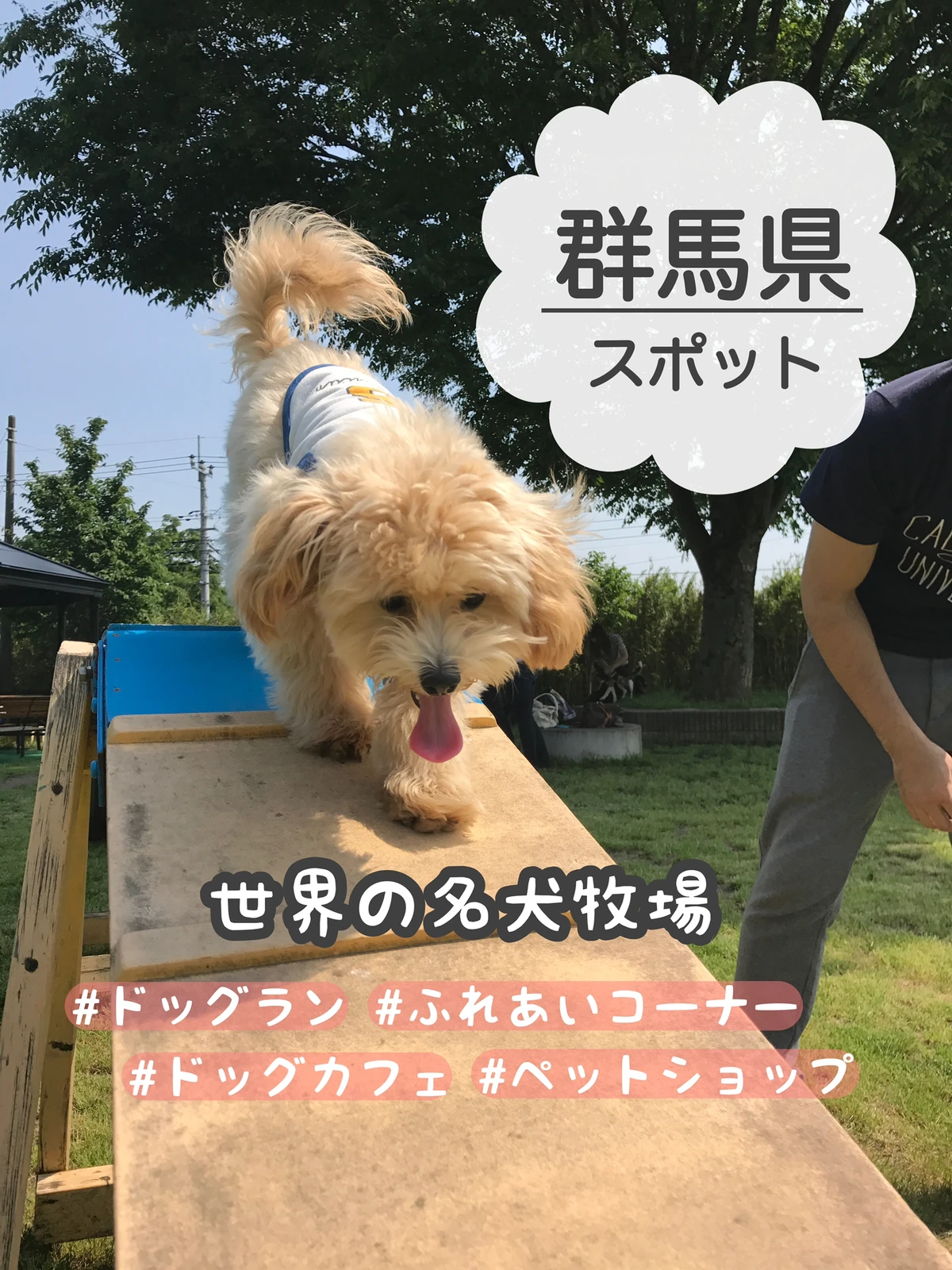 群馬県 前橋市 日本最大級のドッグランで思いっきり遊べる マルプーまっしゅが投稿したフォトブック Lemon8