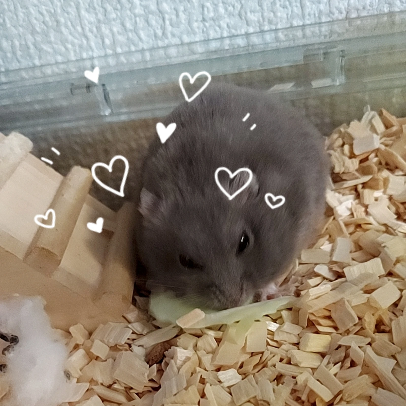 うちのハムスター L L うりっぱが投稿したフォトブック Lemon8