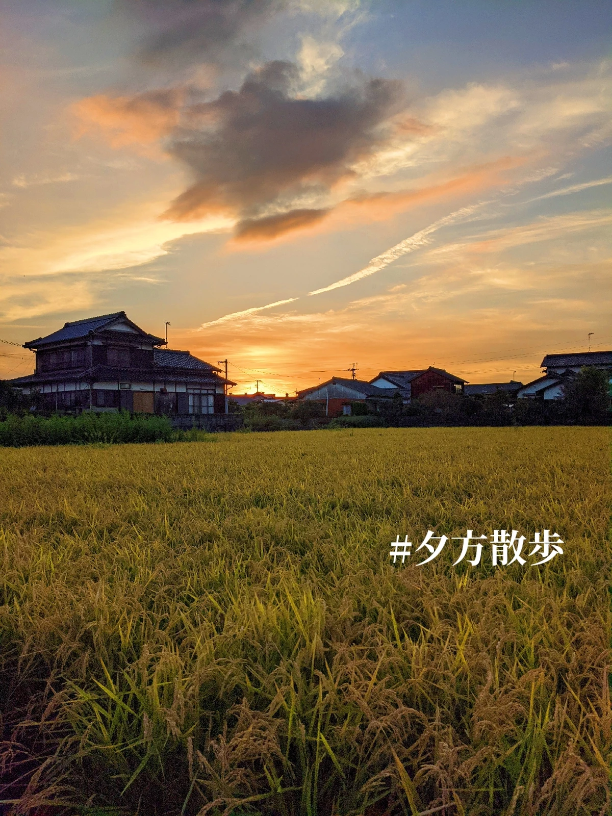 夕方散歩 ヤマモトかめが投稿したフォトブック Lemon8 夕方散歩 ヤマモトかめが投稿したフォトブック Lemon8