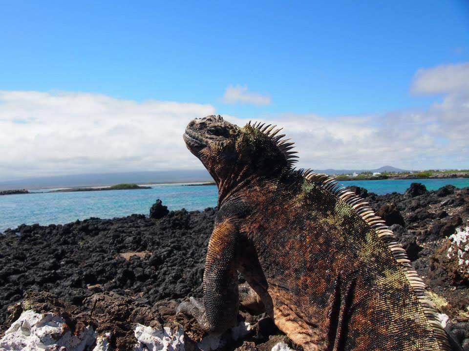 現代の楽園 ガラパゴス諸島はどんなところ トラエモンが投稿した記事 Sharee