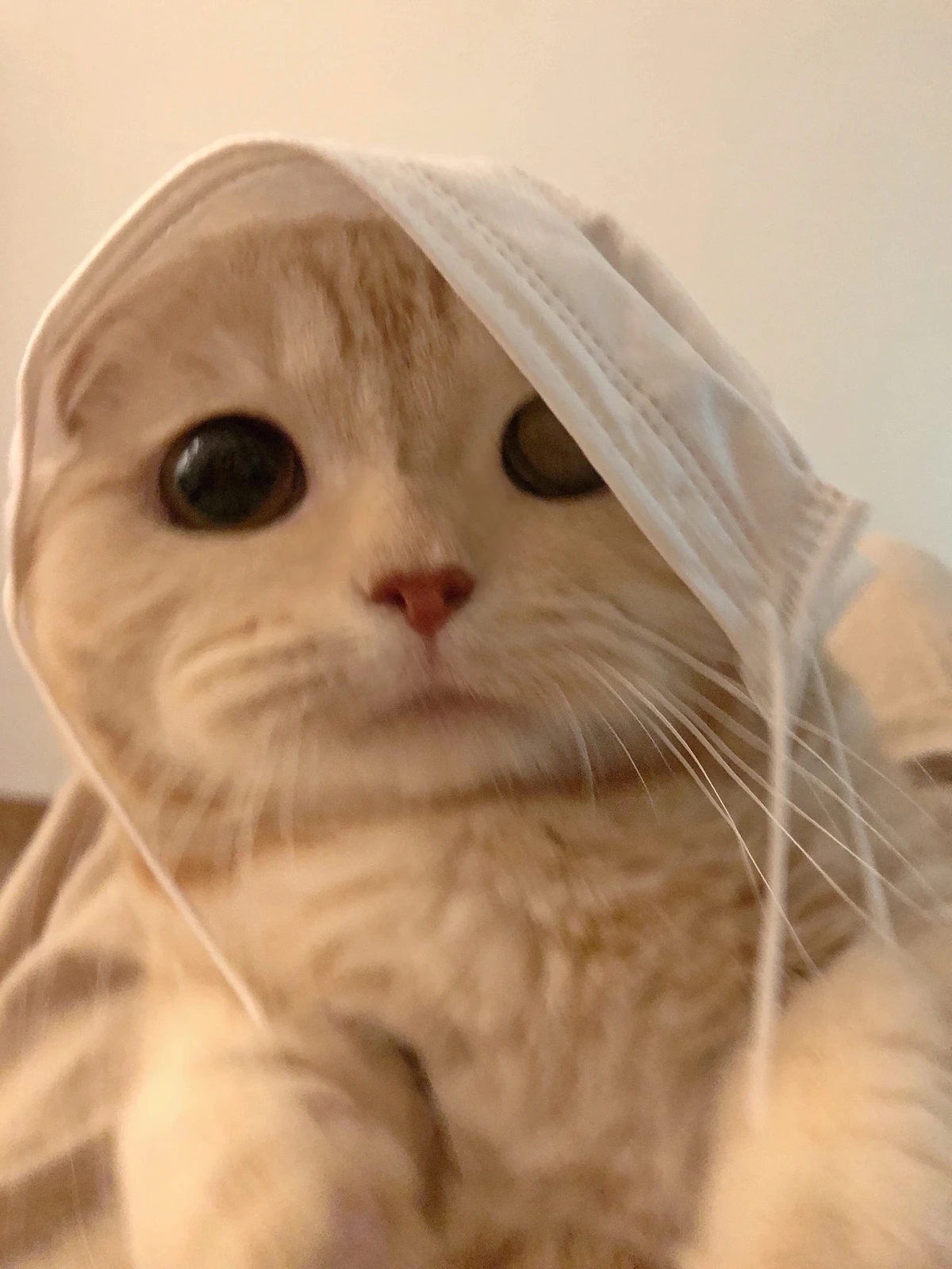 愛猫が溶けるマッサージ術 由希乃が投稿したフォトブック Lemon8