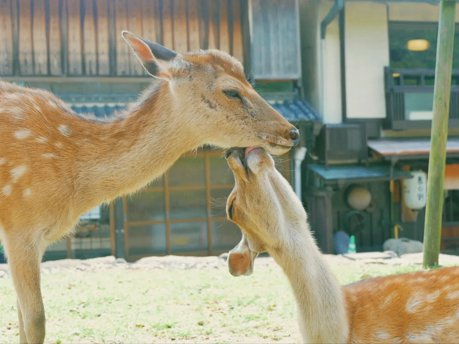 かわいい野生の鹿と触れ合える 奈良公園 Fumiannyeongが投稿した記事 Lemon8