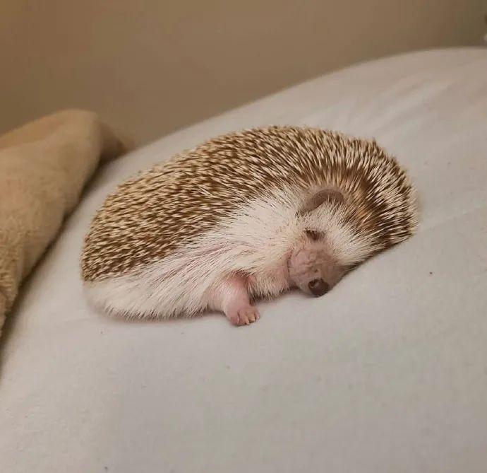 あす楽セール 即日発送 海外作家 超可愛い ハリネズミ ハンドメイド ブライス お友達 在庫あります ハンドメイド Rspg Spectrum Eu