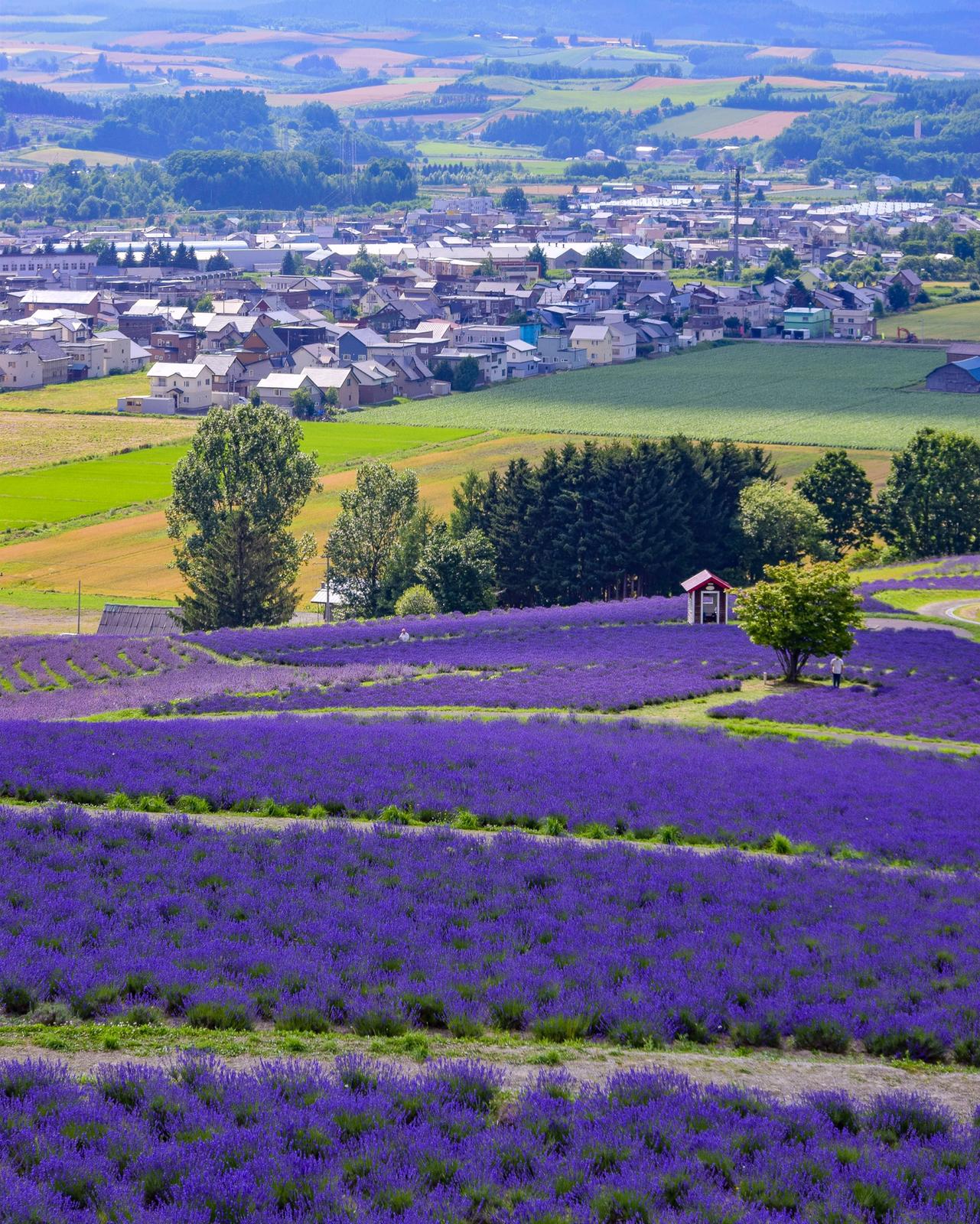 北海道上富良野町 日の出公園ラベンダー園 Jptravelerspicが投稿したフォトブック Lemon8