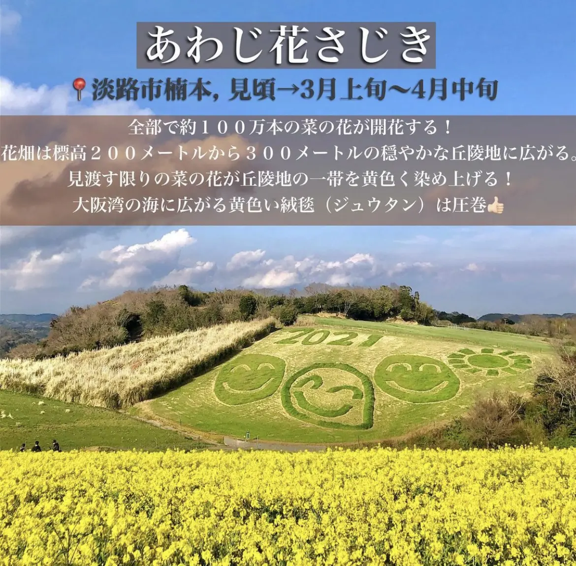 関西菜の花畑6選 旅おくんの大冒険が投稿したフォトブック Lemon8