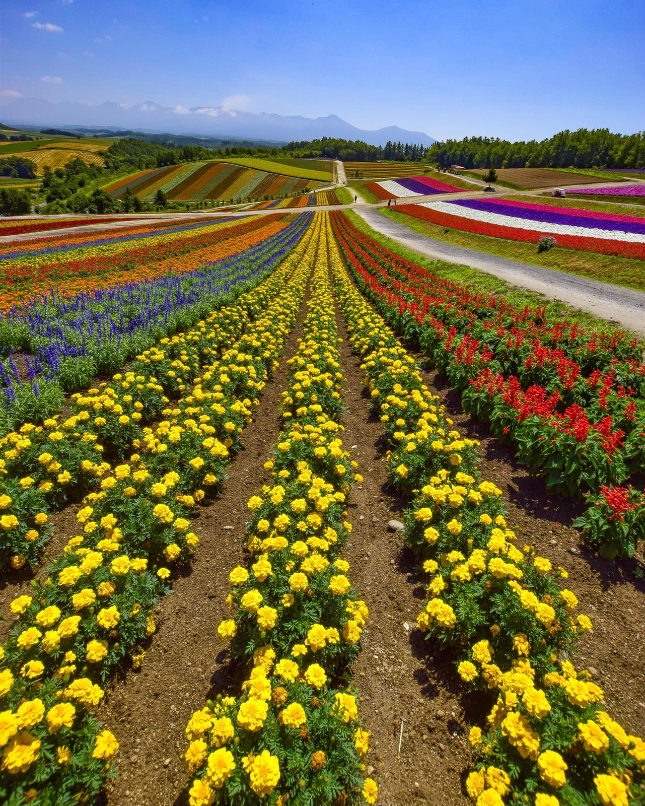 北海道美瑛町 今年も綺麗過ぎる感動のお花畑 展望花畑 四季彩の丘 Jptravelerspicが投稿したフォトブック Lemon8