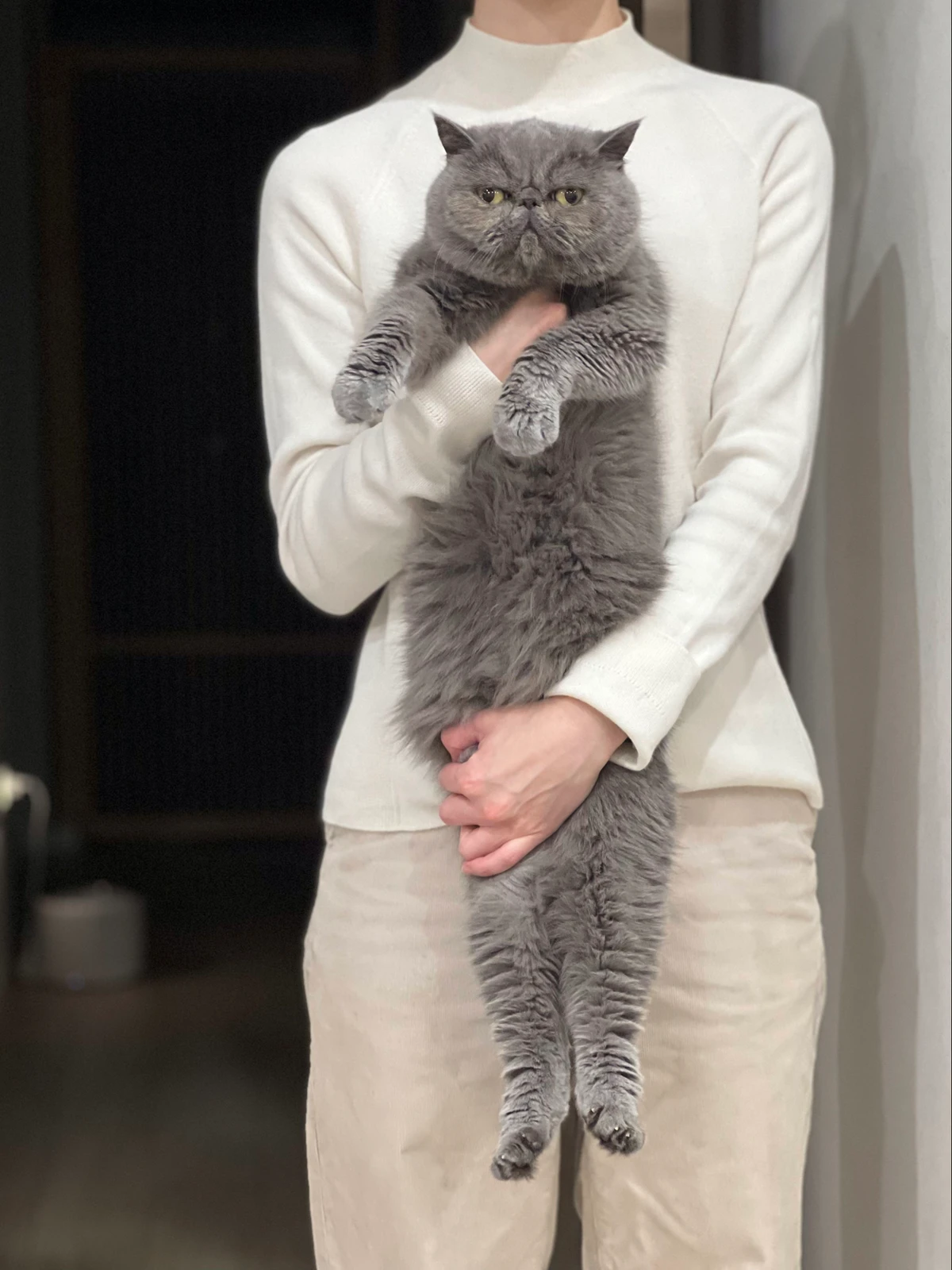 意外と長い猫の体 Mambo926が投稿したフォトブック Lemon8