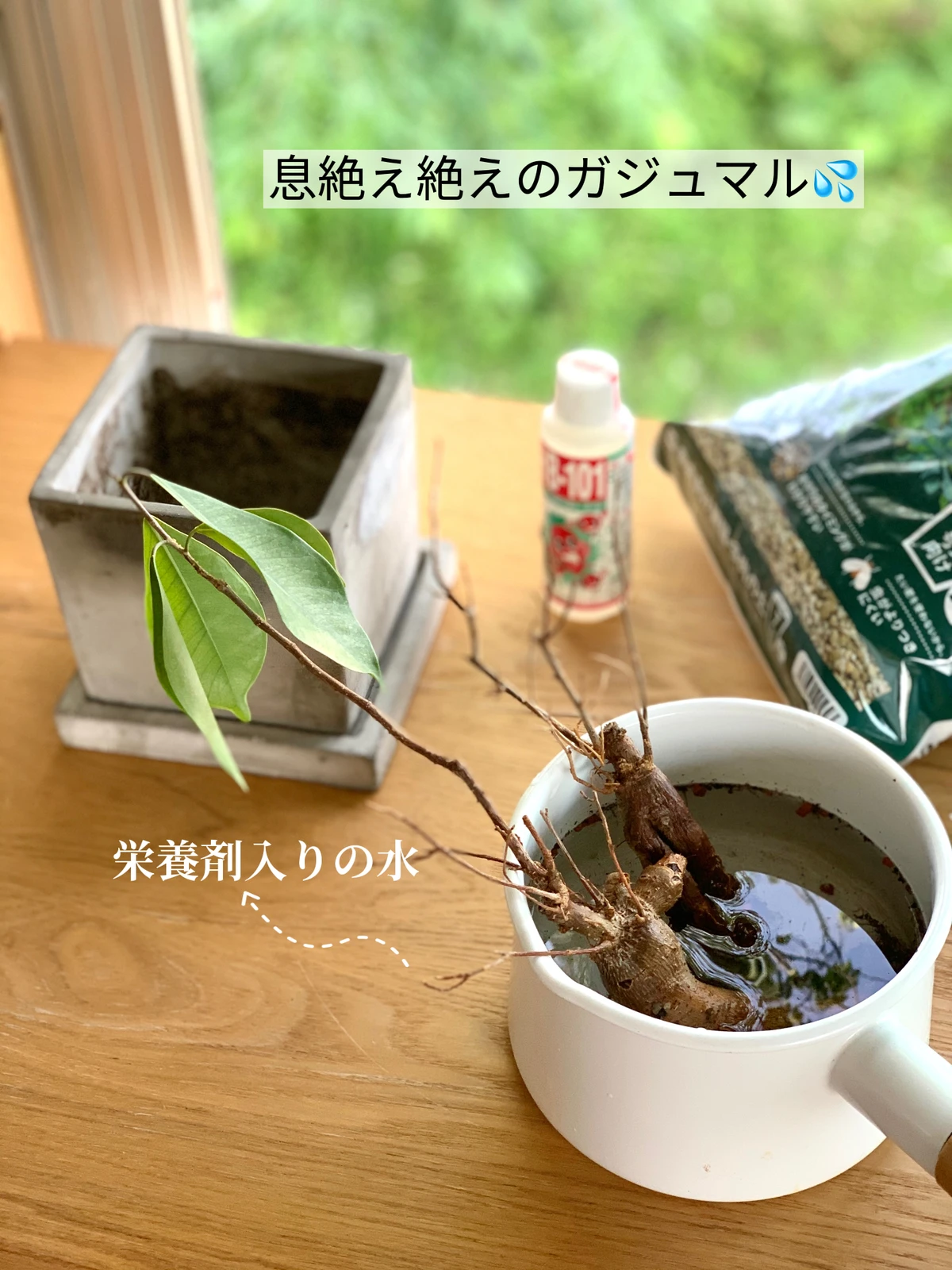 枯れそうなガジュマル 復活記録 Nezumiが投稿したフォトブック Lemon8