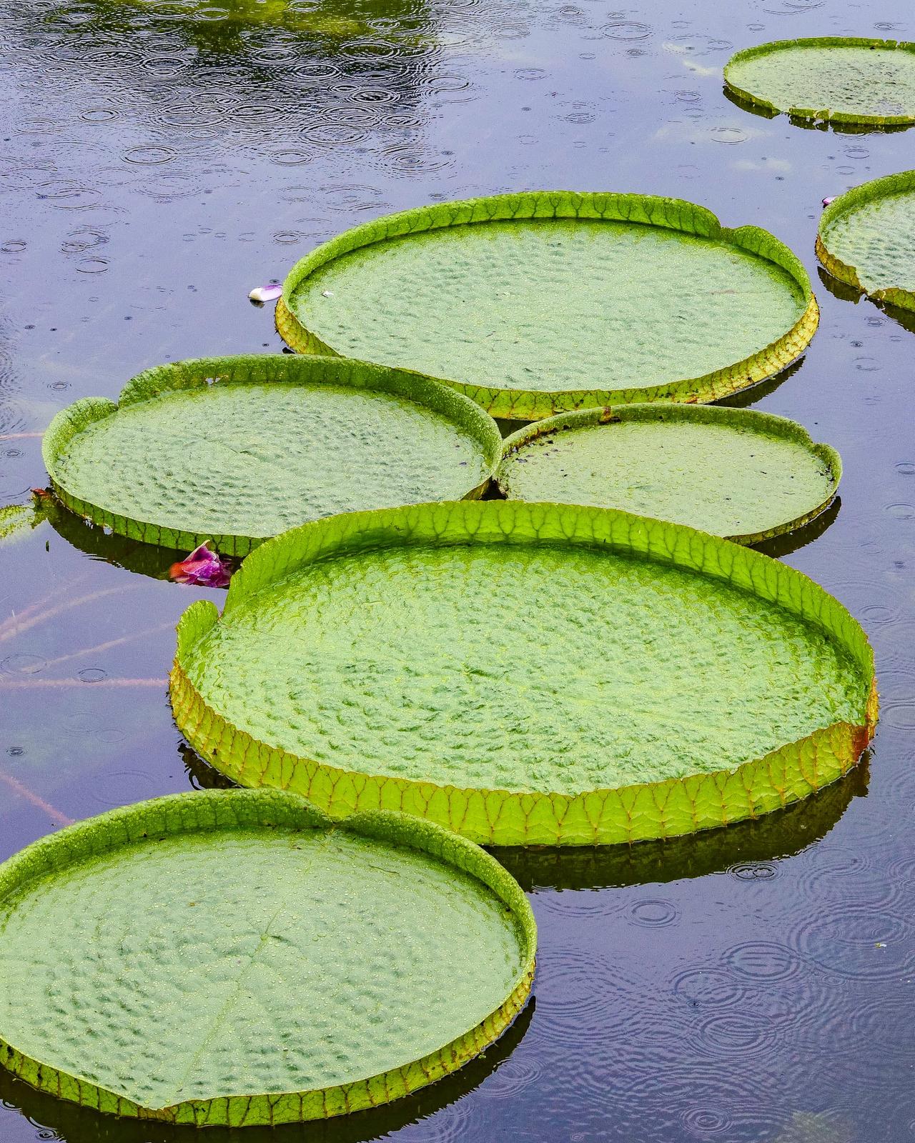 滋賀県草津市 パラグアイオニバスや睡蓮は見頃 水生植物公園 みずの森 Jptravelerspicが投稿したフォトブック Lemon8