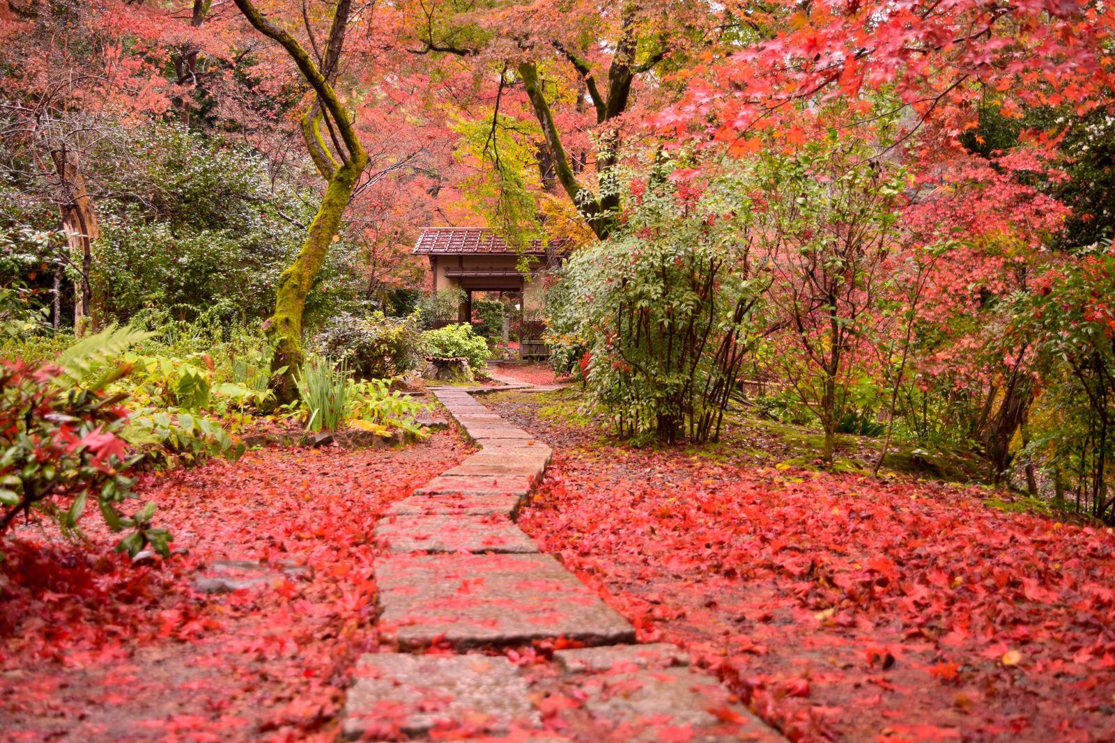 京都 紅葉 の絨毯が美しすぎる 直指庵 Erika5ankoが投稿したフォトブック Lemon8
