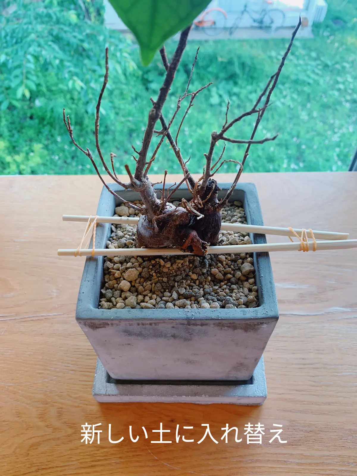 Lemon8 Story ガジュマル 復活