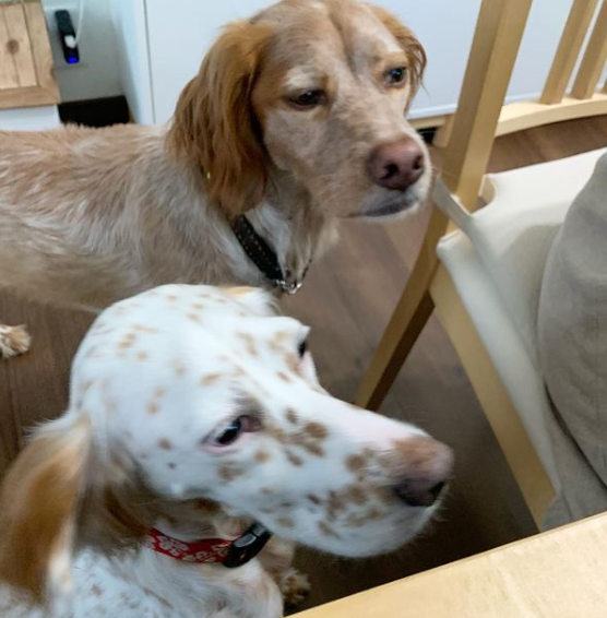 狭いリビングに犬6頭 笑 Alohagardenが投稿したフォトブック Sharee