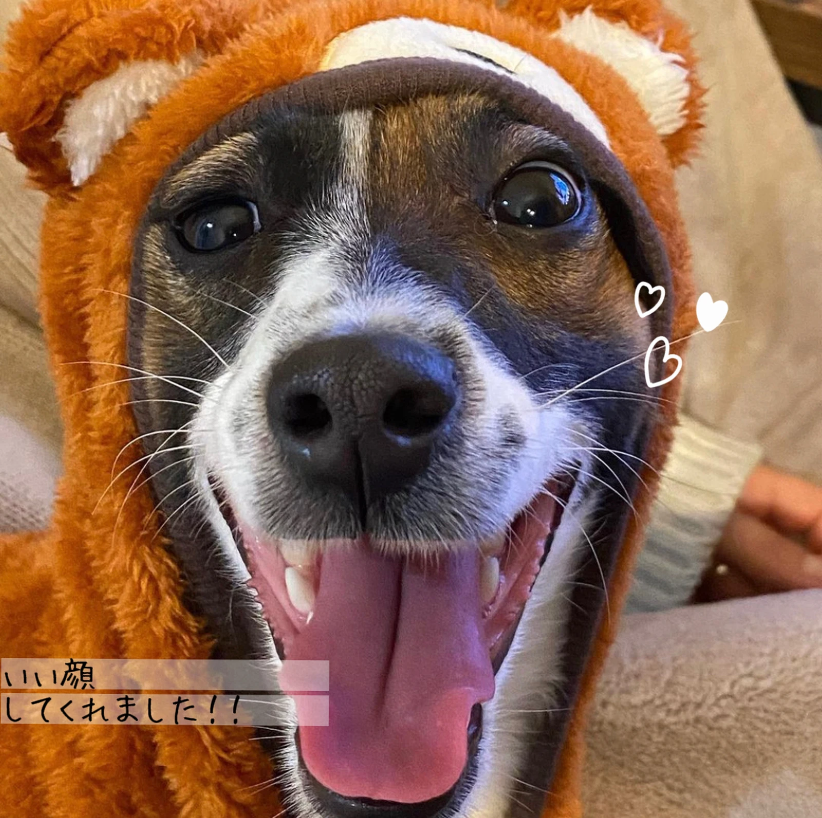 どうも ぴちぴちの服着た犬です Karin が投稿したフォトブック Lemon8 どうも ぴちぴちの服着た犬です Karin が投稿したフォトブック Lemon8