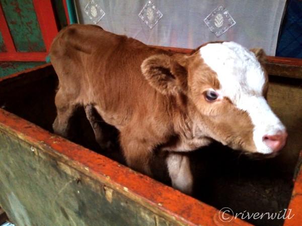 旅先でであったゆかいな動物たち もふもふ赤毛のモンゴル牛赤ちゃん 絶景大陸が投稿した記事 Sharee