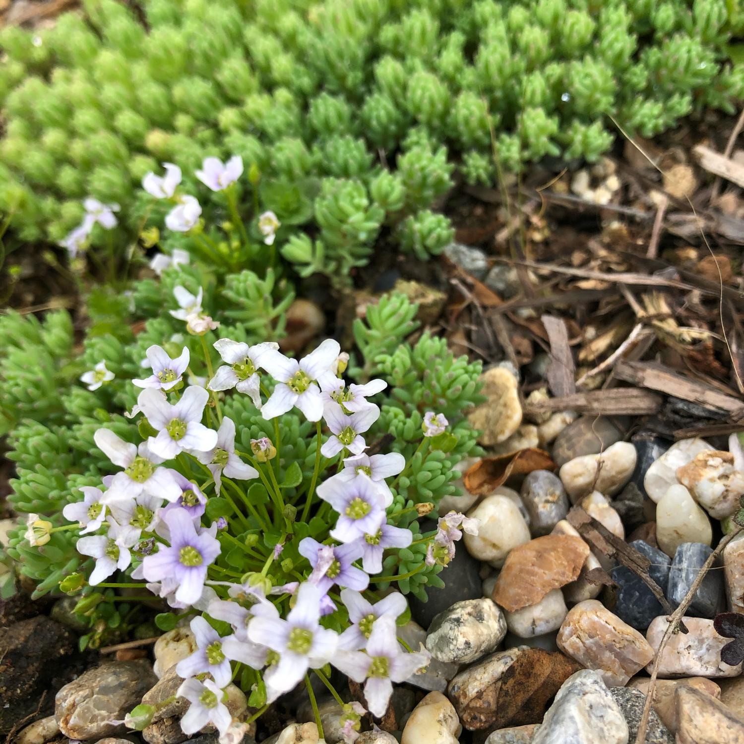 こぼれダネで増えていくカワイイ花 イオノプシディウム M Gardenが投稿したフォトブック Sharee
