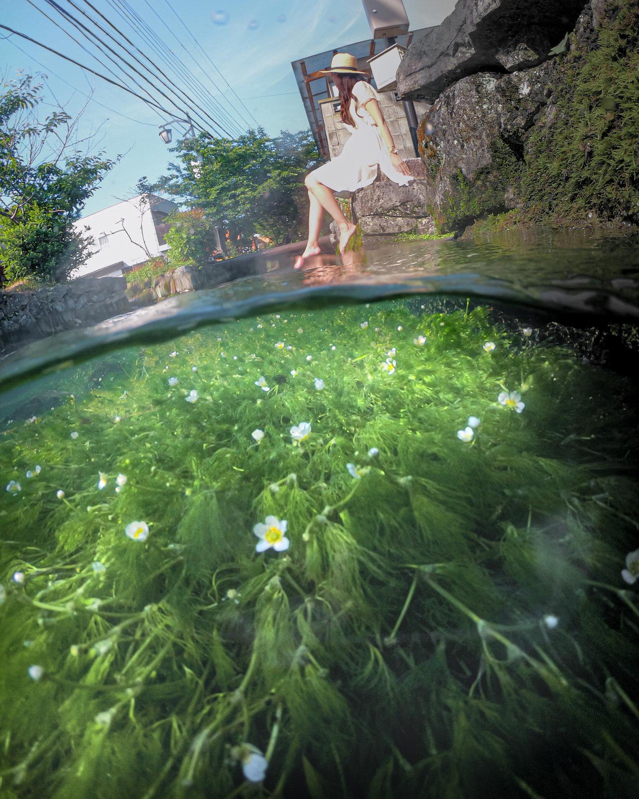 醒井 地蔵川 の梅花藻 Lulu Cameraが投稿したフォトブック Sharee
