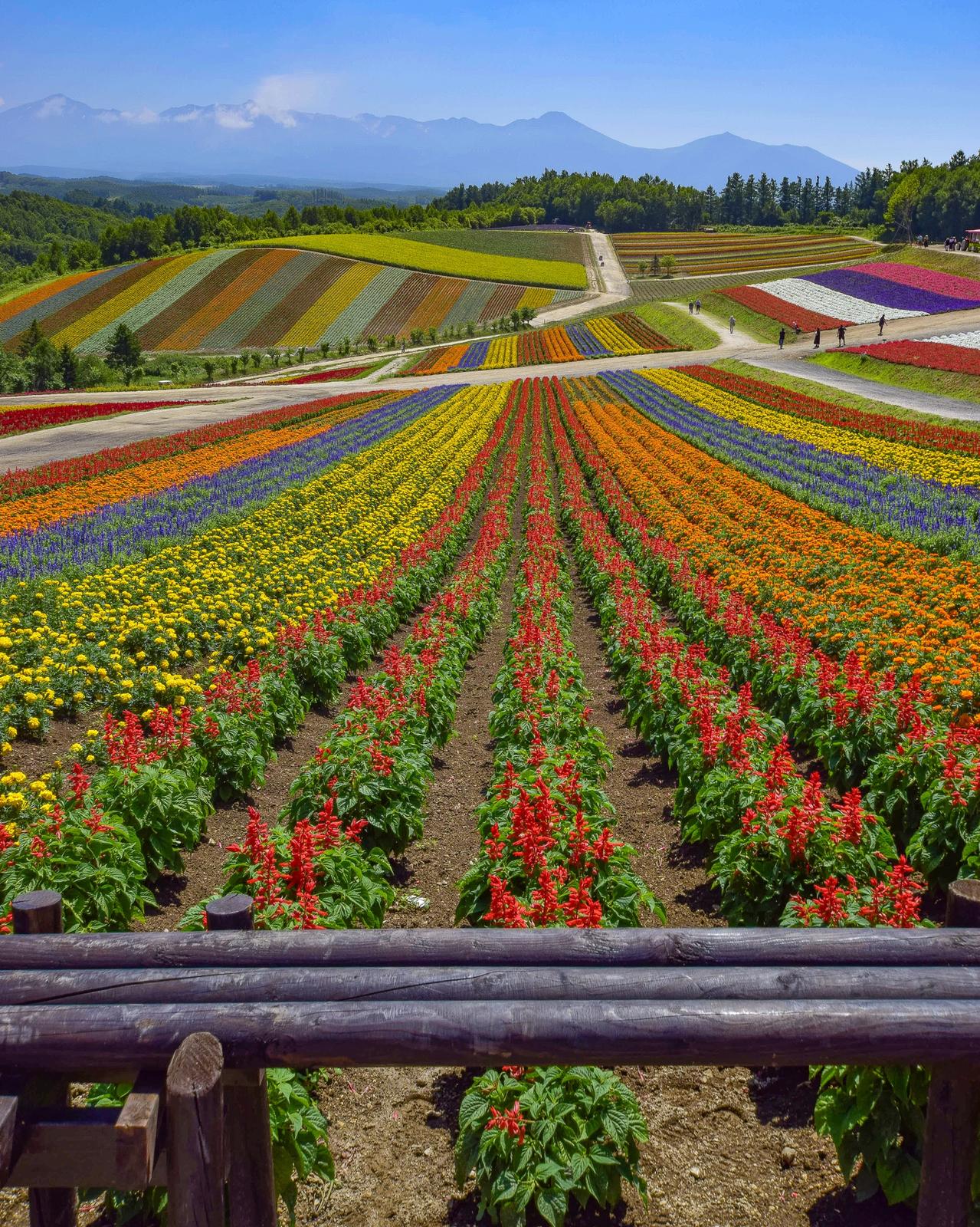 北海道美瑛町 今年も綺麗過ぎる感動のお花畑 展望花畑 四季彩の丘 Jptravelerspicが投稿したフォトブック Lemon8