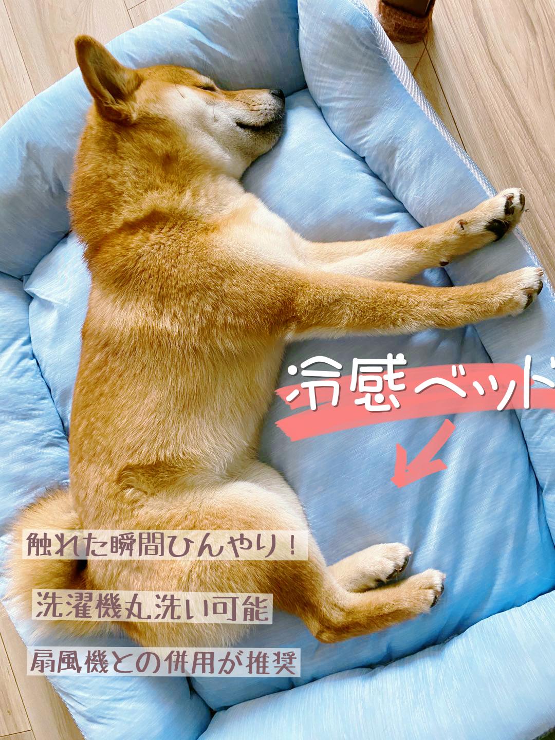 犬の熱中症が本当に怖い 絶対買うべき暑さ対策グッズ5選 ピカママが投稿したフォトブック Lemon8