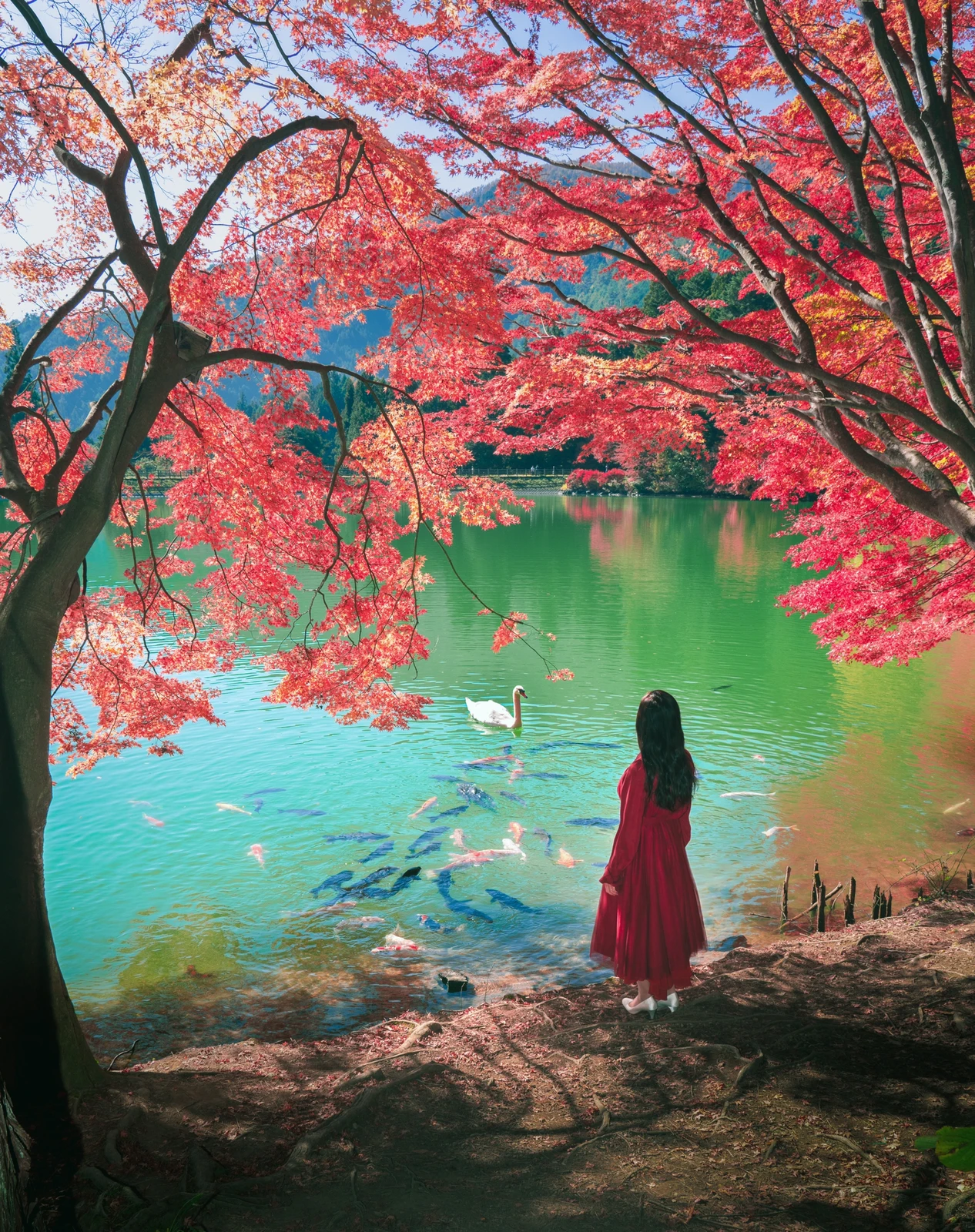 山梨県 神秘の絶景 白鳥の湖 Kyoko1903が投稿したフォトブック Lemon8 山梨県 神秘の絶景 白鳥の湖 Kyoko1903が投稿したフォトブック Lemon8