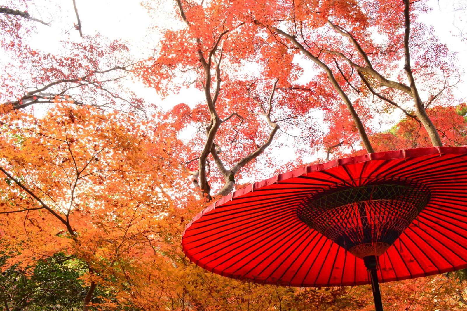 秋の有馬温泉で紅葉を楽しもう Kihimotoが投稿したフォトブック Sharee