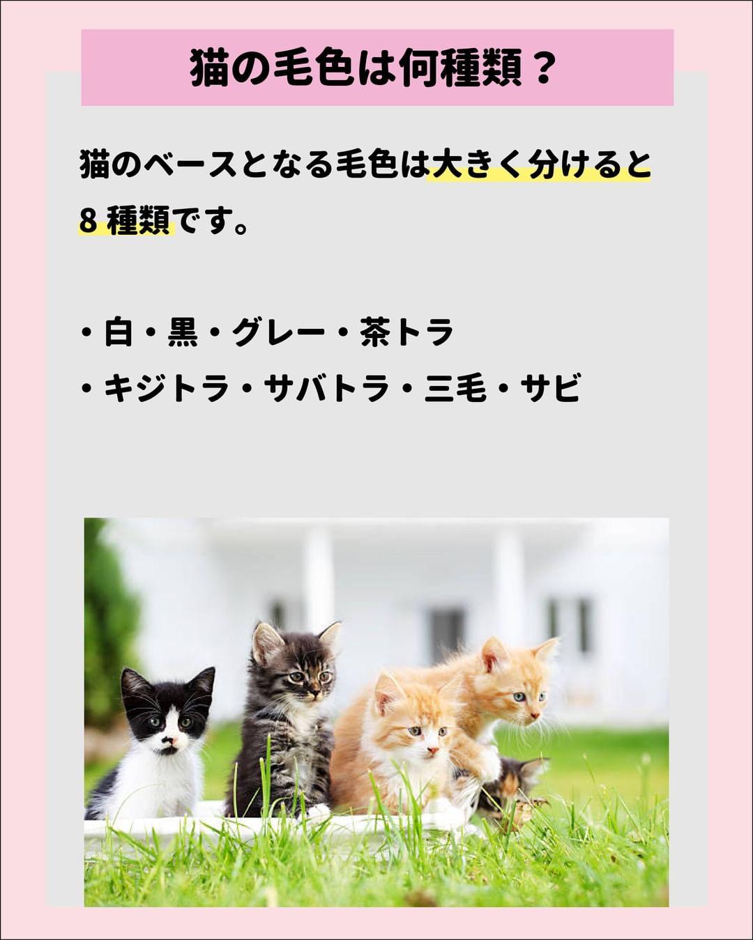 猫の毛色徹底解説 ねこにも 愛猫情報発信中が投稿したフォトブック Lemon8