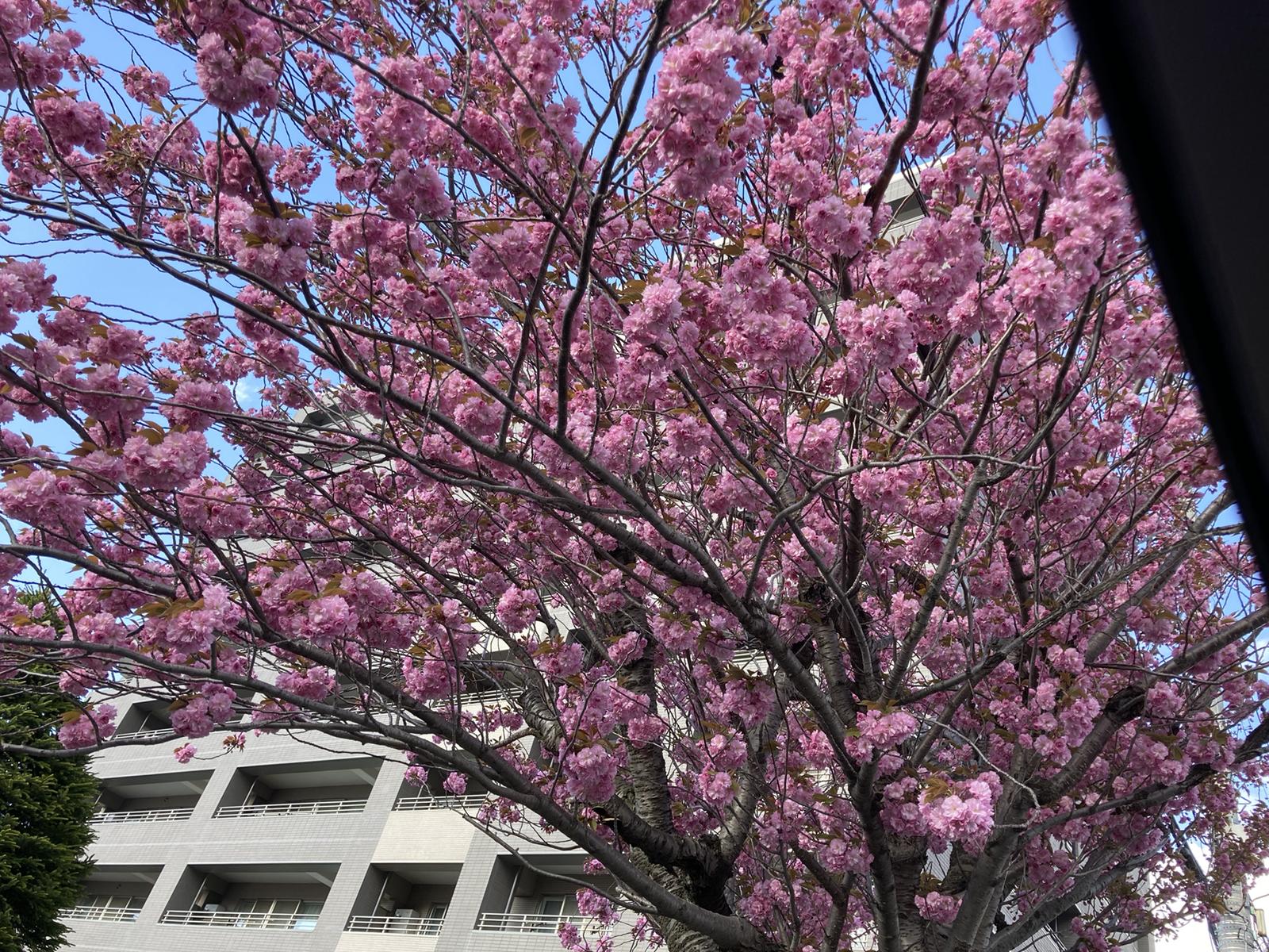 桜綺麗だよね S ᴗ S ミミ丸が投稿したフォトブック Sharee