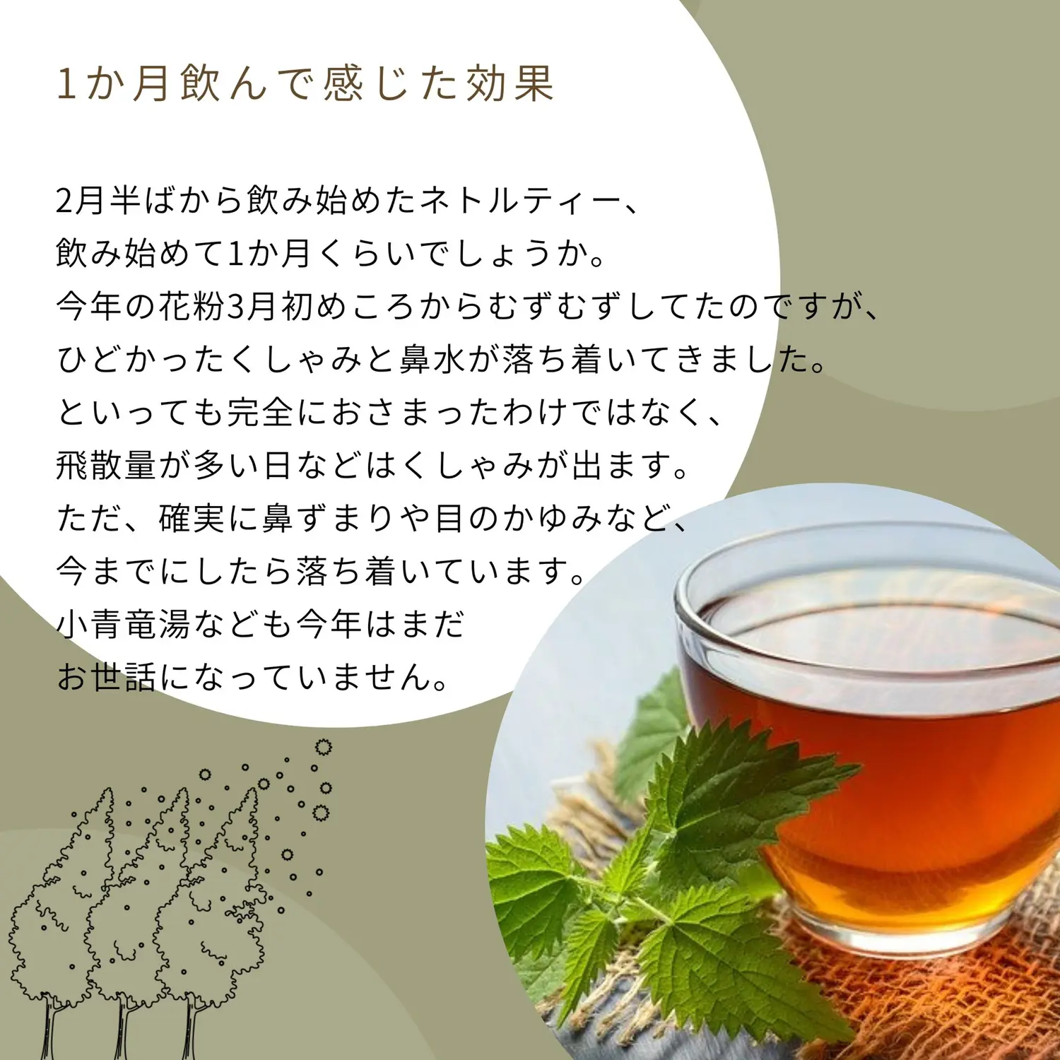 飲むタイミングは今 ネトルティーのデトックス効果で花粉症が和らいだ話 女性の味方のハーブ Makinokoblogが投稿したフォトブック Lemon8