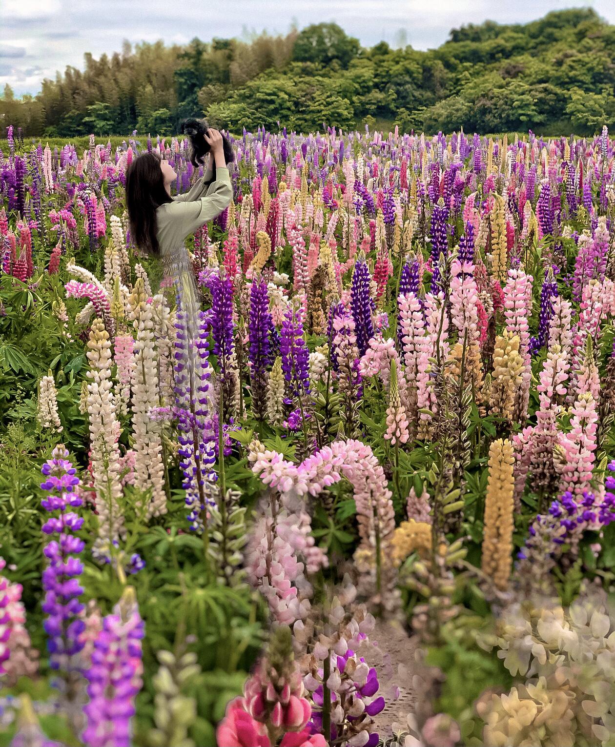 ルピナスの花畑 Mamianが投稿したフォトブック Sharee