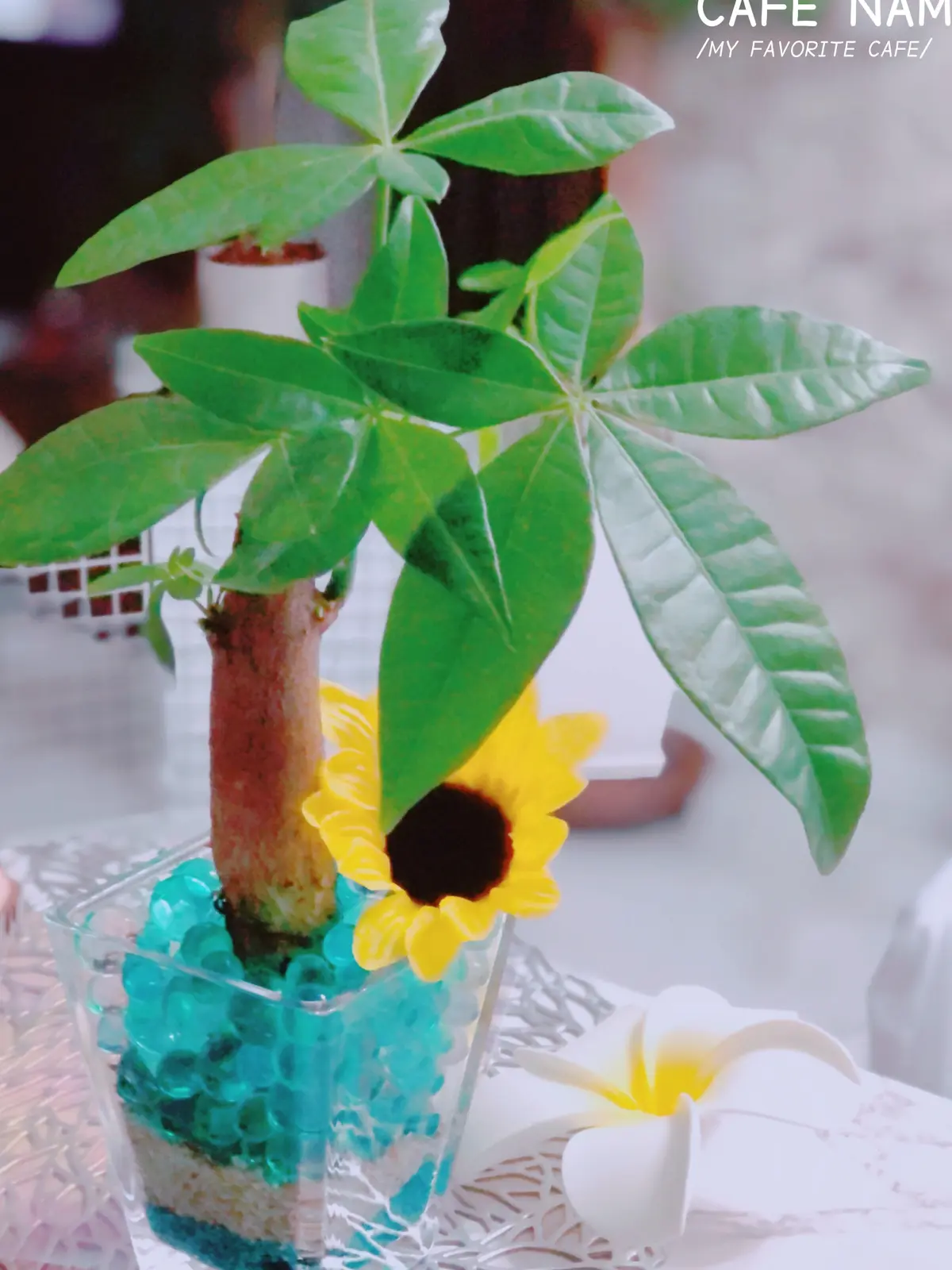 ダイソー観葉植物を ｄｉｙ Love55が投稿したフォトブック Lemon8