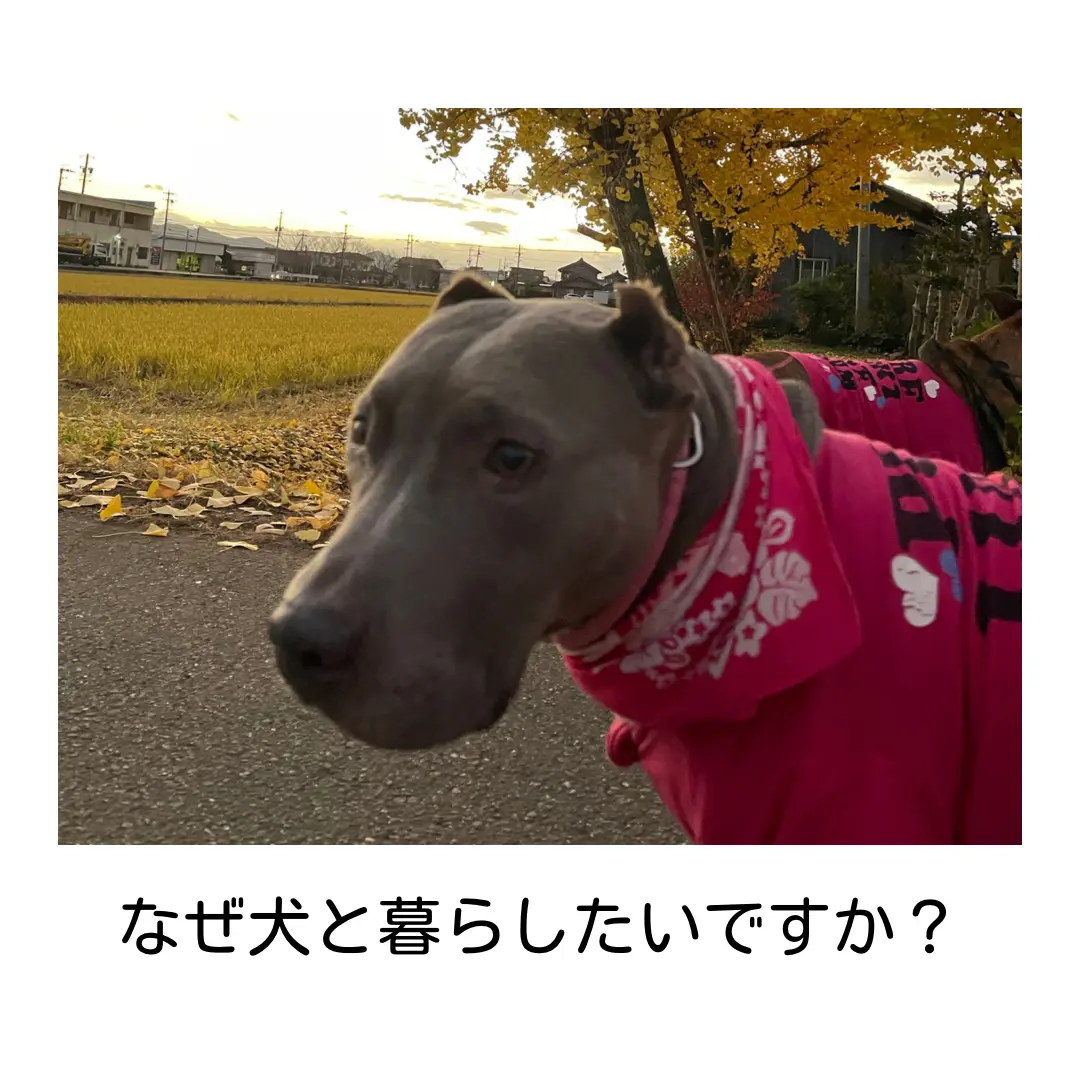 Lemon8 Story 犬 マナーベルト デメリット Lemon8 Story 犬 マナーベルト デメリット