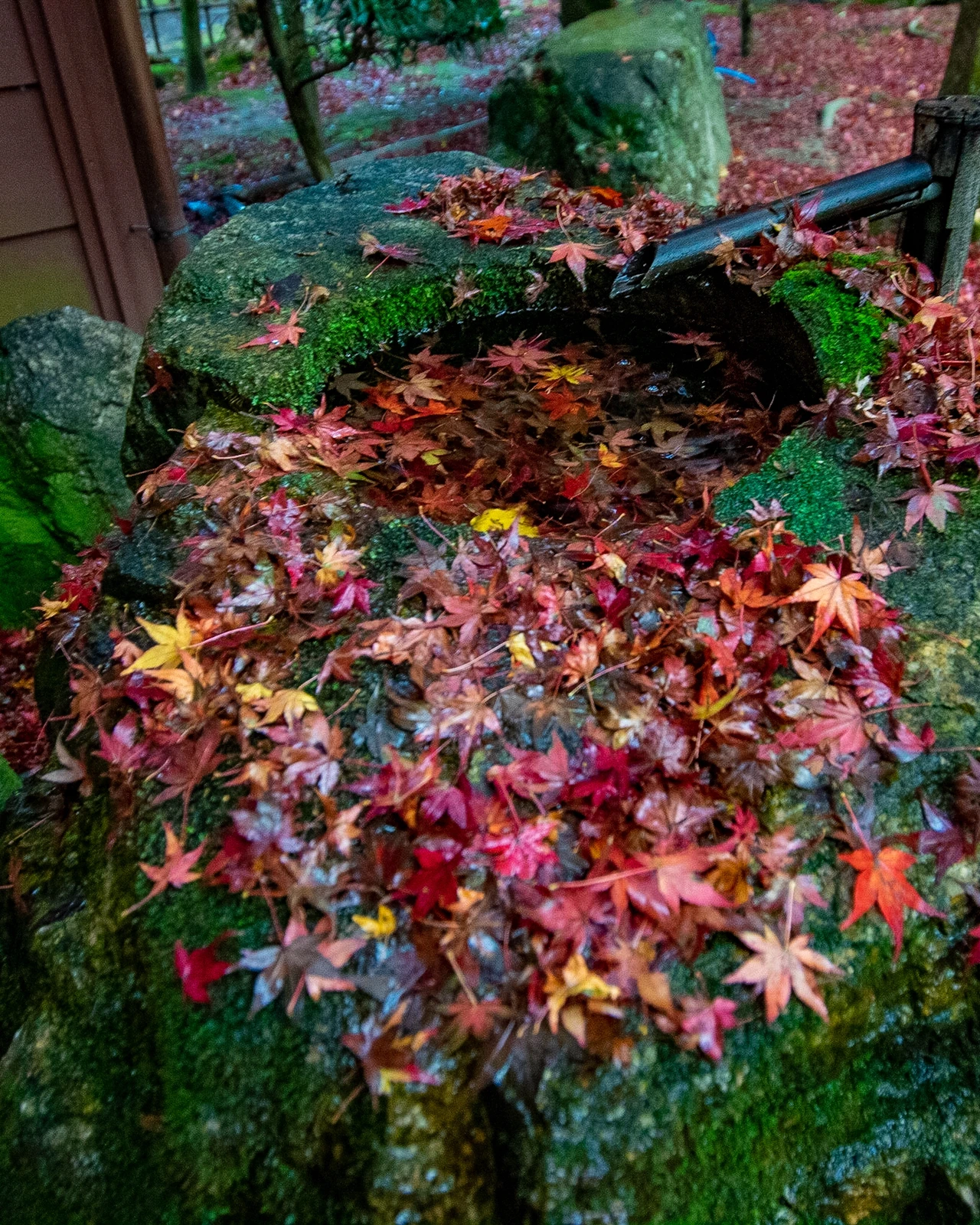 滋賀の瑠璃光院 穴場紅葉スポット 机のリフレクションが美しい 滋賀県 旧竹林院 Jptravelerspicが投稿したフォトブック Lemon8